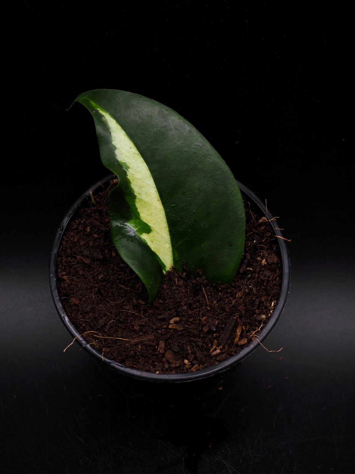 Hoya Kenejiana Variegata