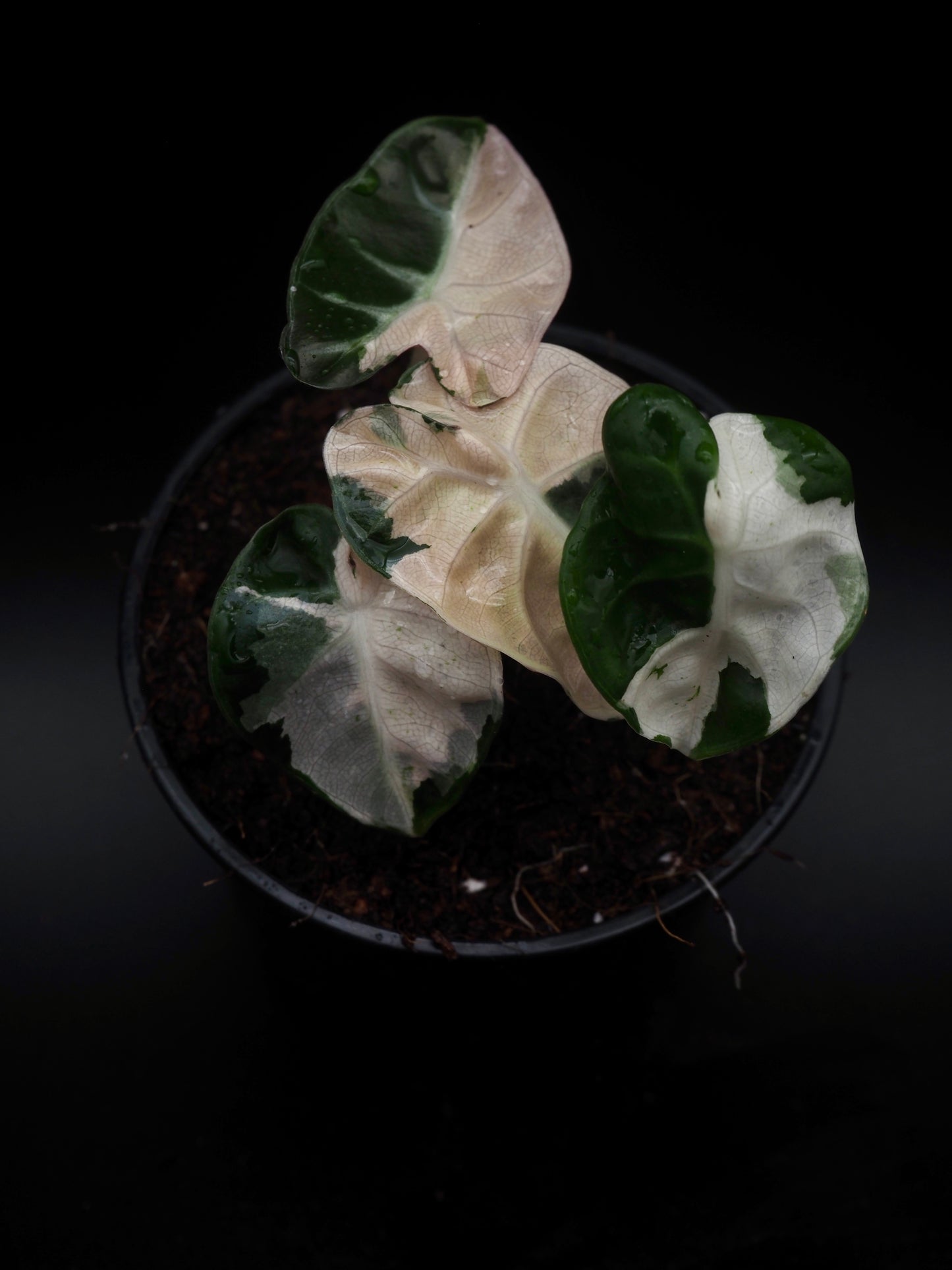Alocasia Baloon Heart Pink