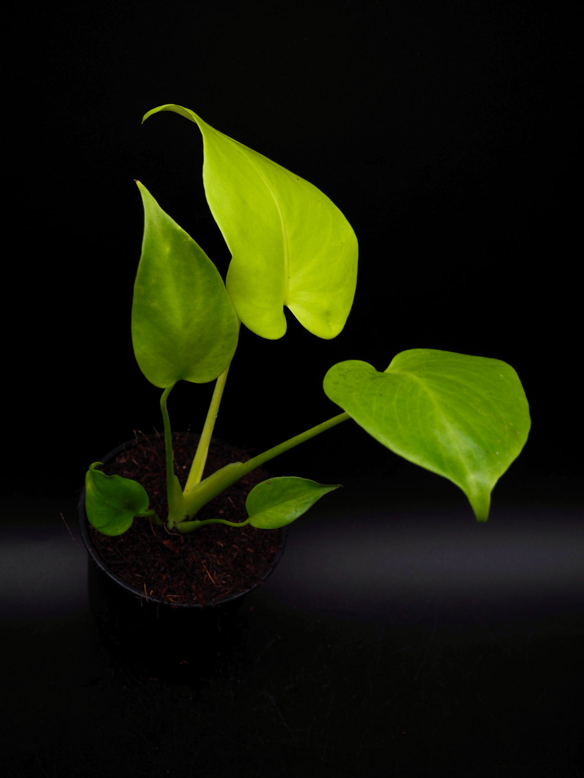 Monstera Lemon Lime