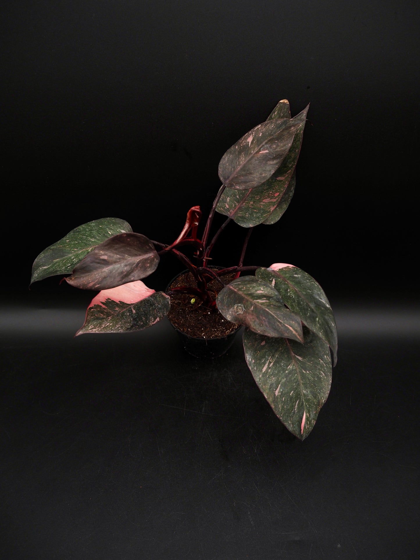 Philodendron Pink Princess Galaxy
