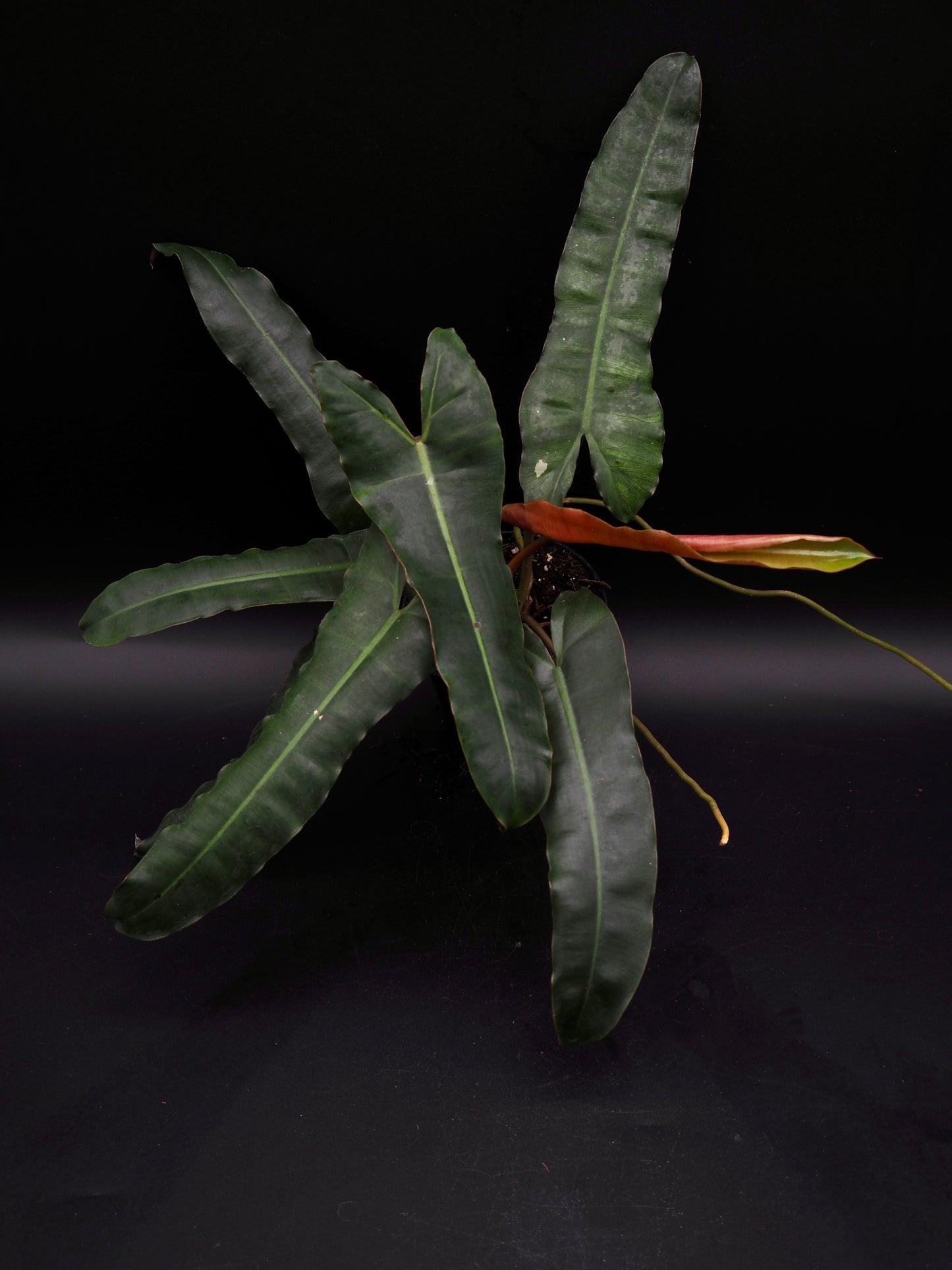 Philodendron Billietiae x Atabapoense mint blue grey Variegata