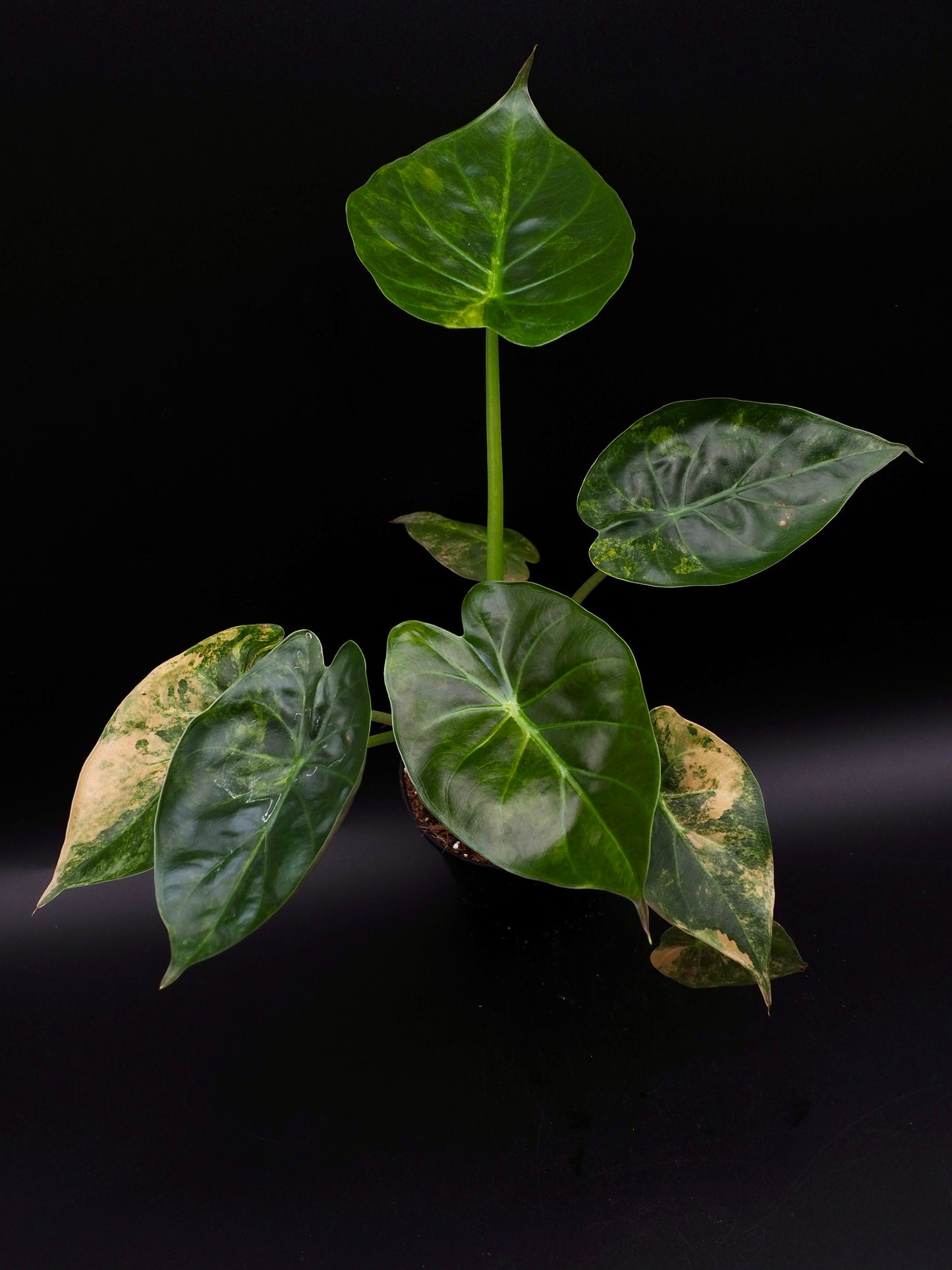 Alocasia Wentii Sunset Aurea