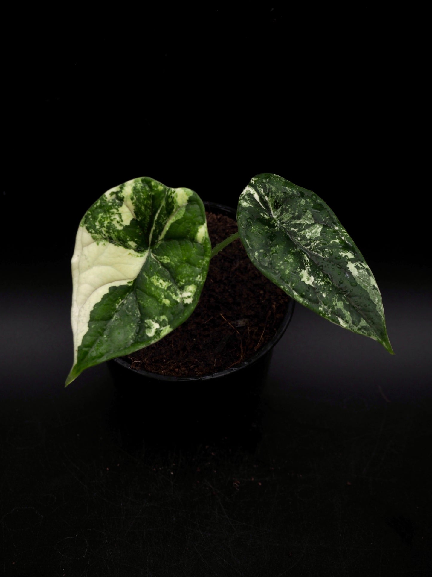 Alocasia Dragon Scale Albo Variegata