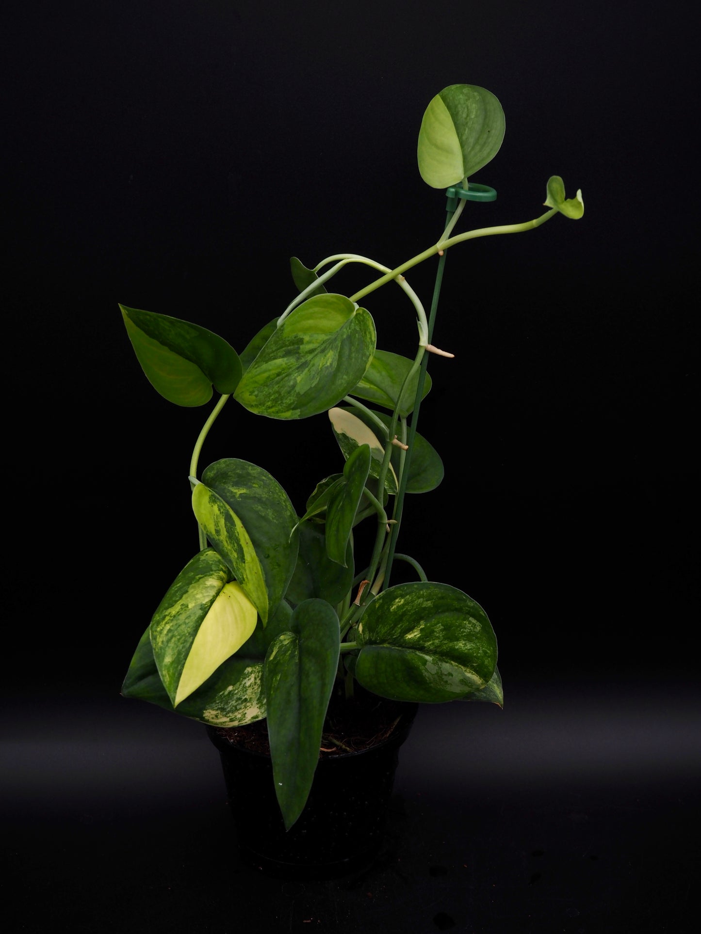 Scindapsus Jade Satiné Variegata