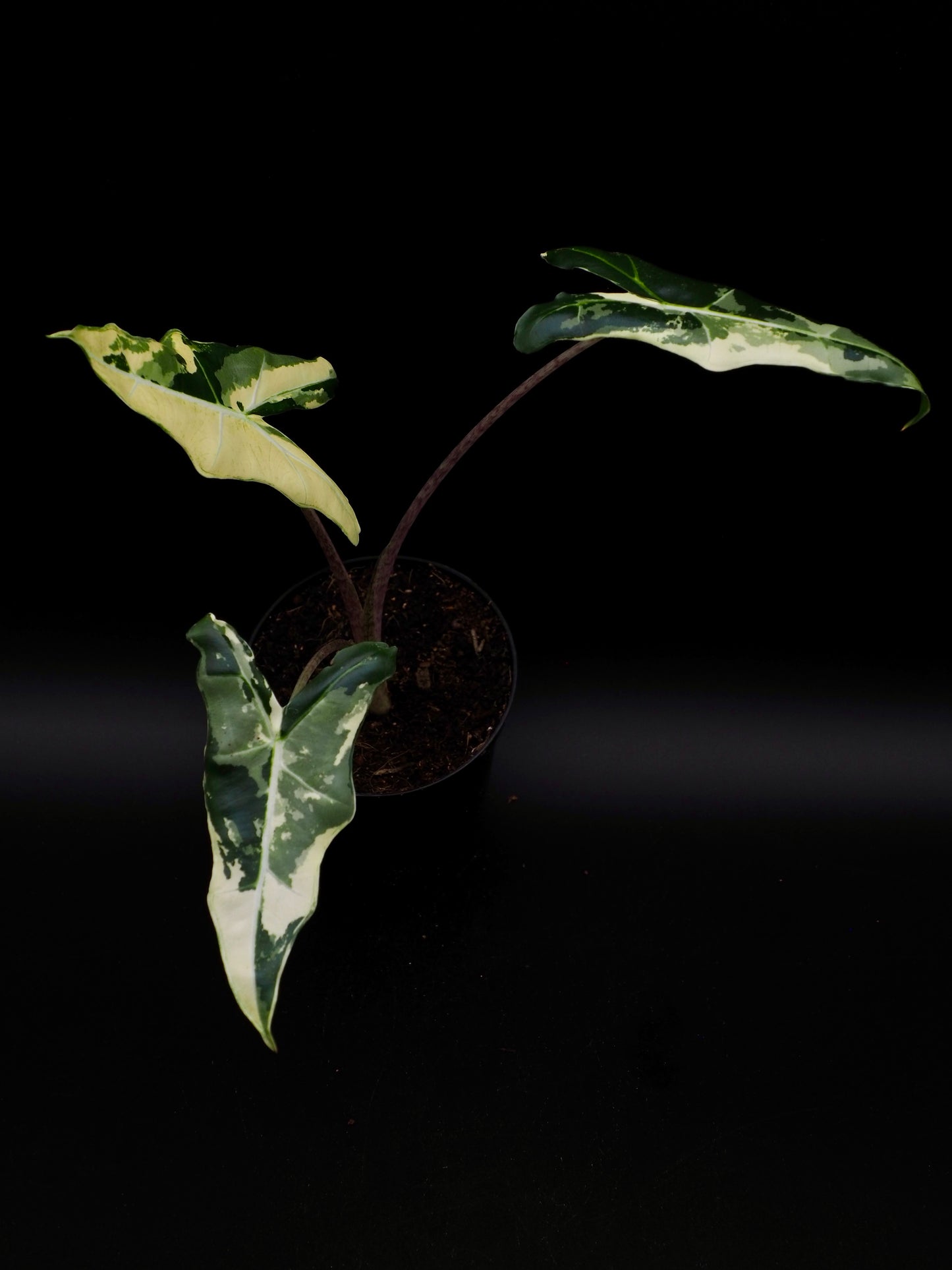 Alocasia Sarian Albo