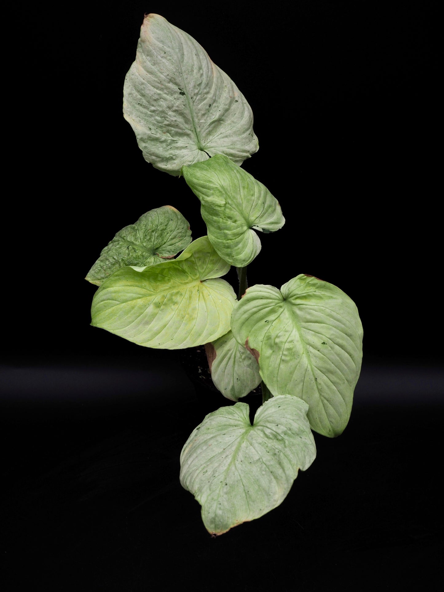 Philodendron Mamei Variegata