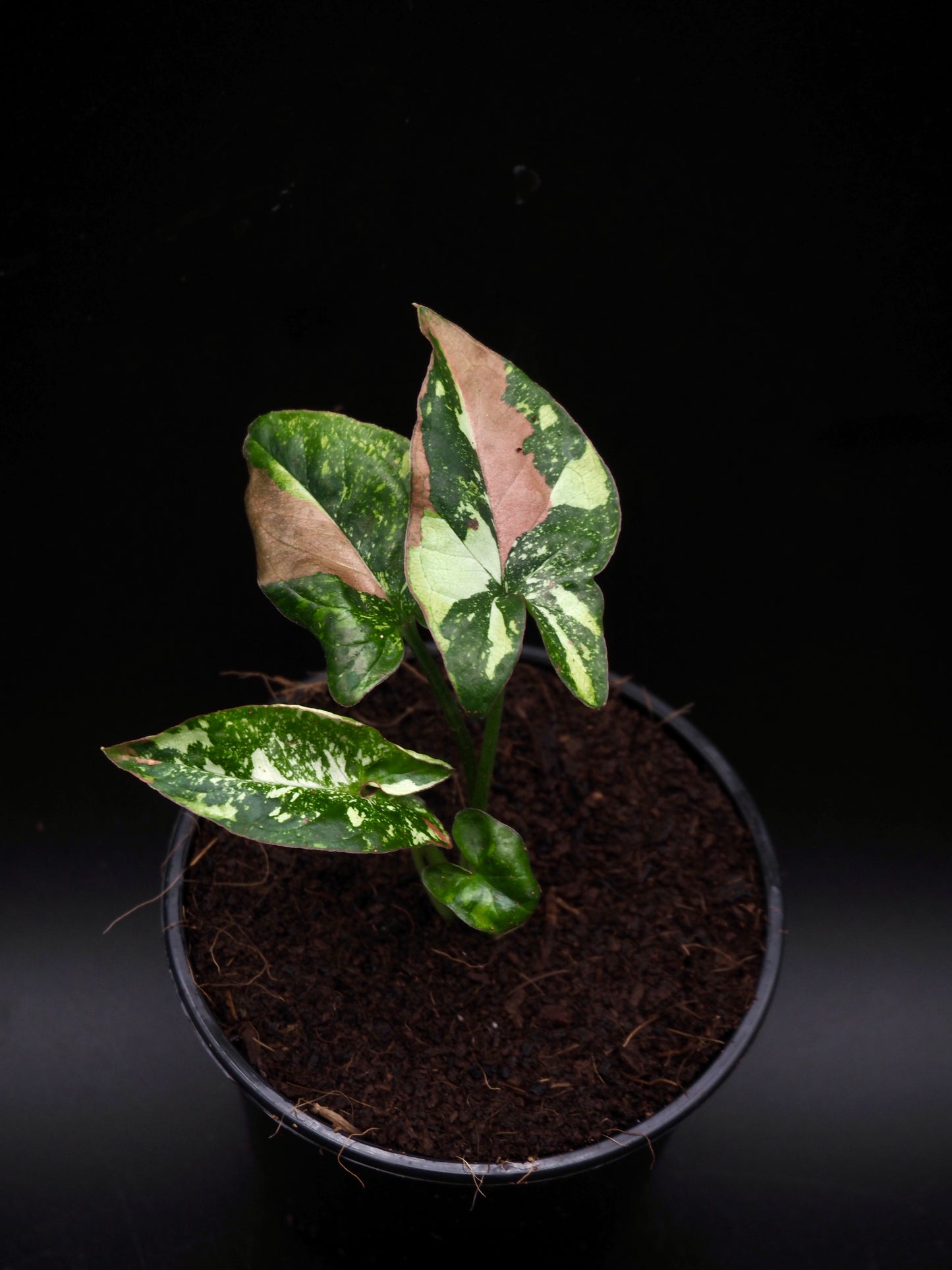 Syngonium Red Spot Tricolor