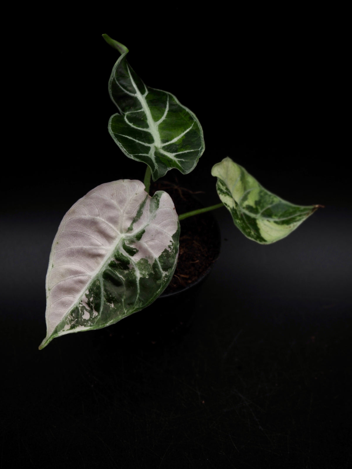 Alocasia Watsoniana Doff Albo/Pink
