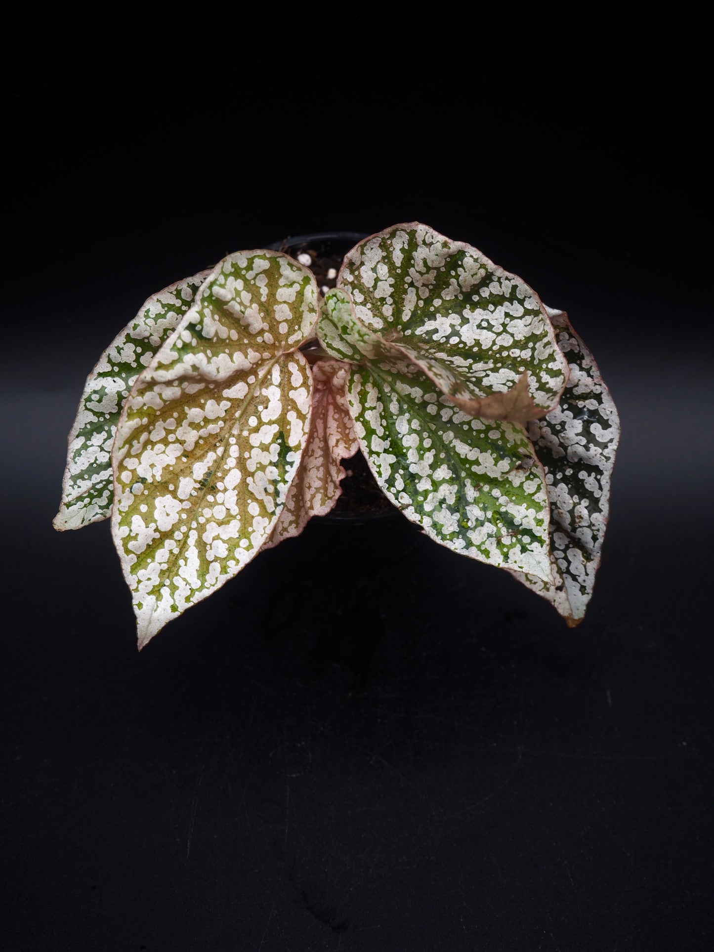 Bégonia variegata aux sommets enneigés
