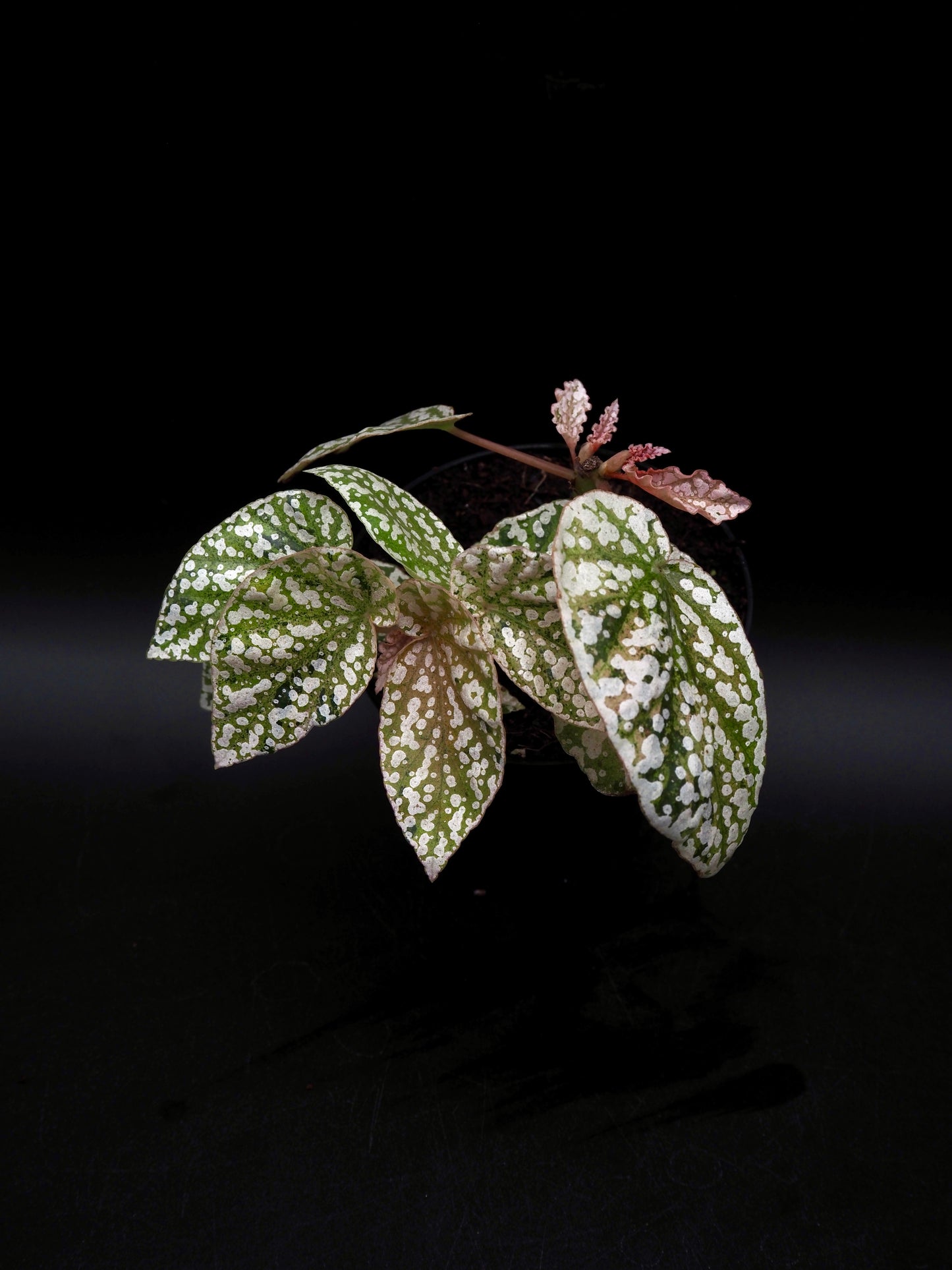 Begonia Snow capped variegata