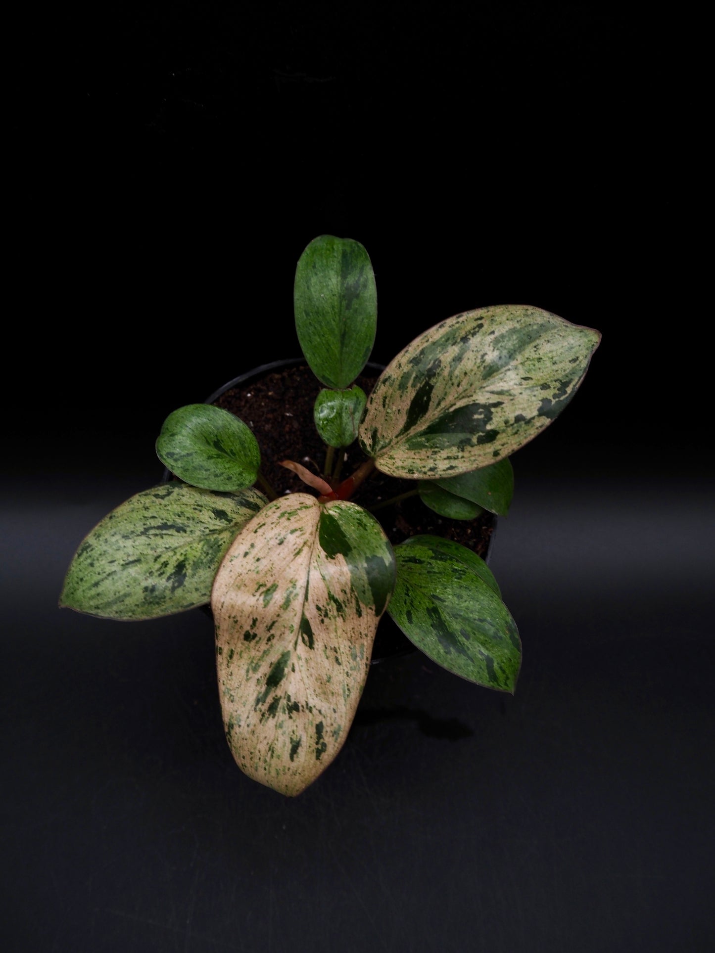 Philodendron Red Congo Dwarf Marble