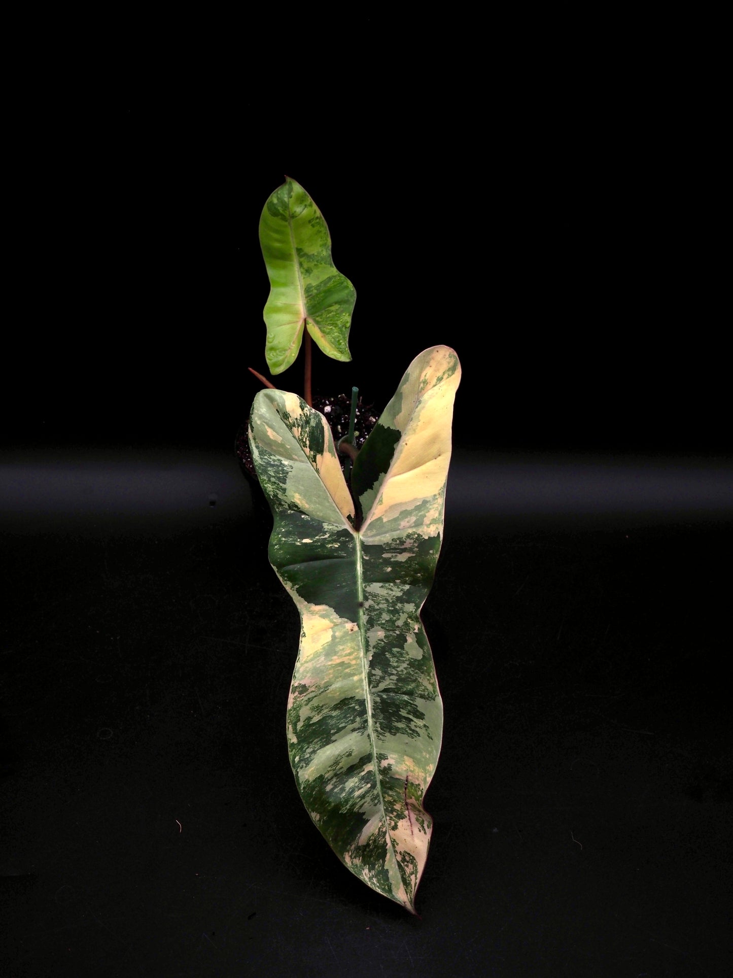 Philodendron Florida Beauty x Billitiea (Jennifer)