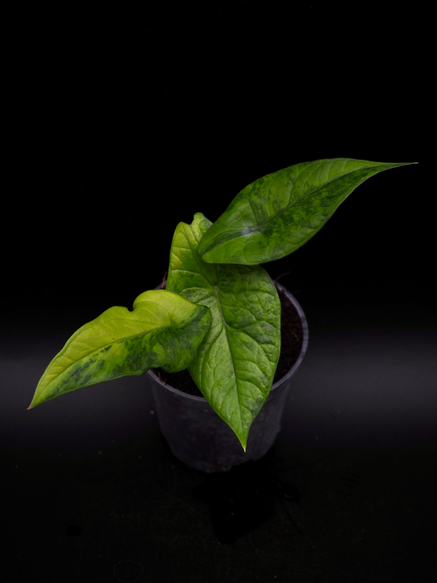 Alocasia Scalprum Aurea