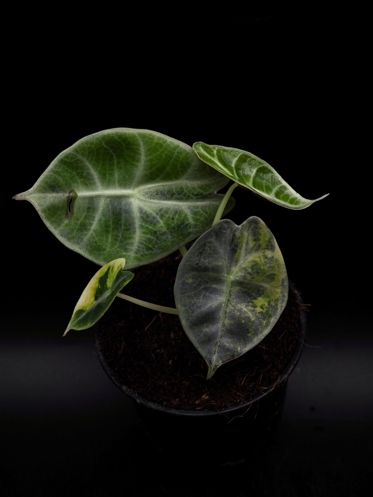 Alocasia Watsonia Glossy Aurea Variegata
