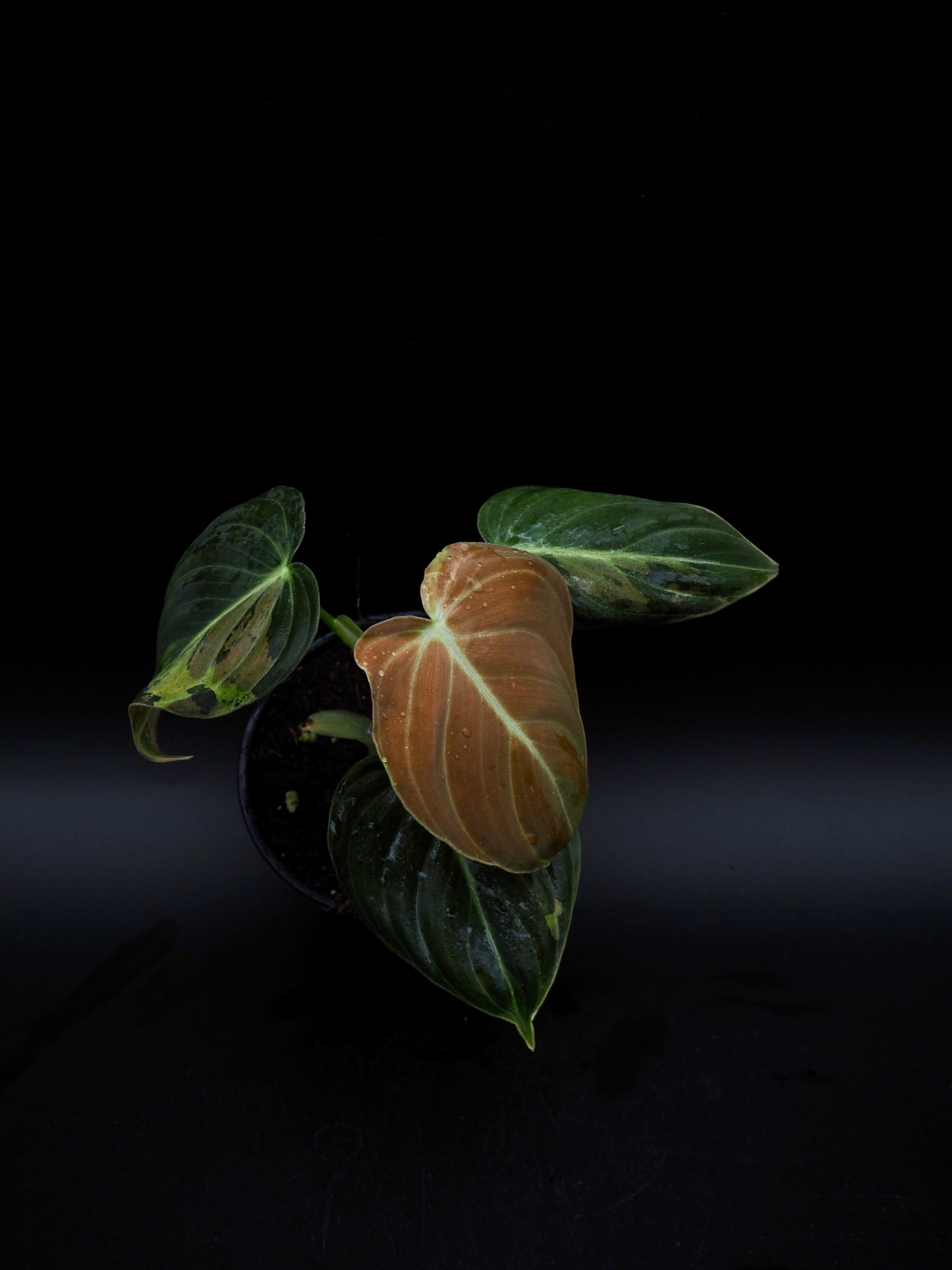 Philodendron Melanochrysum Variegata