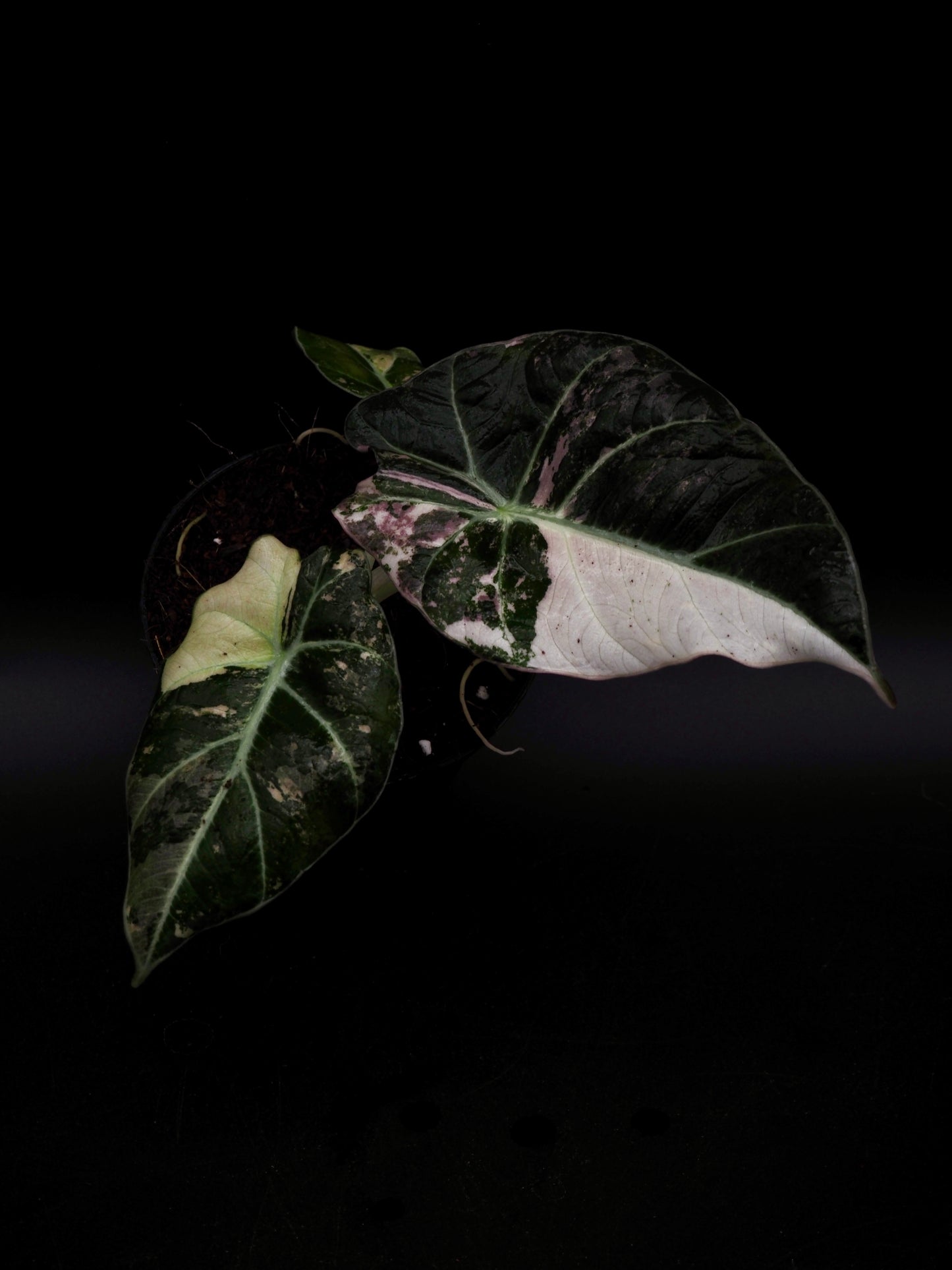 Alocasia Noir Velours Rose