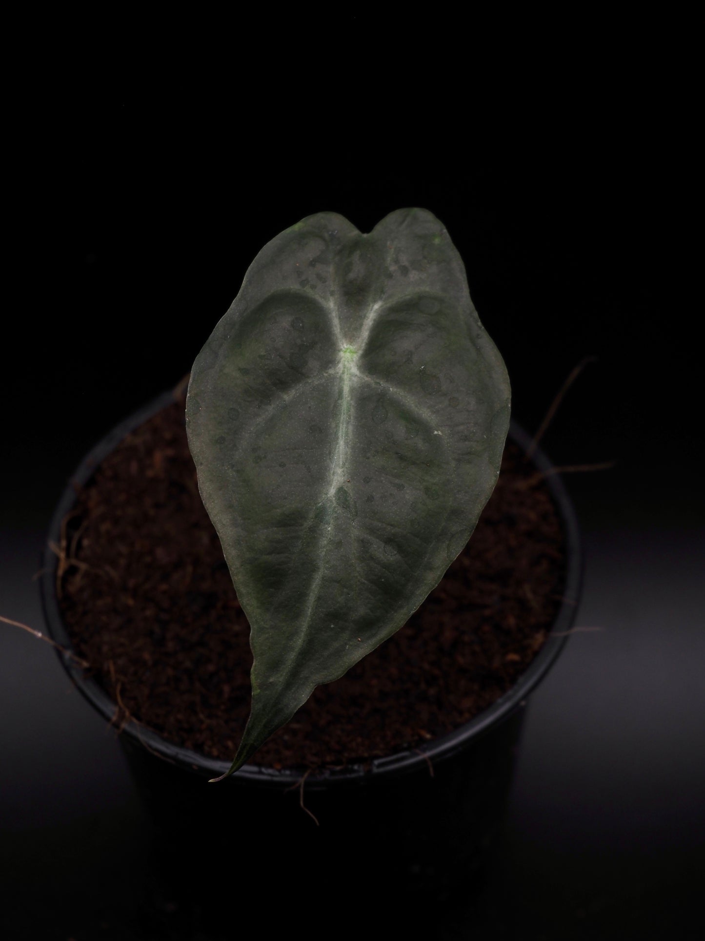 Venin d'Alocasia