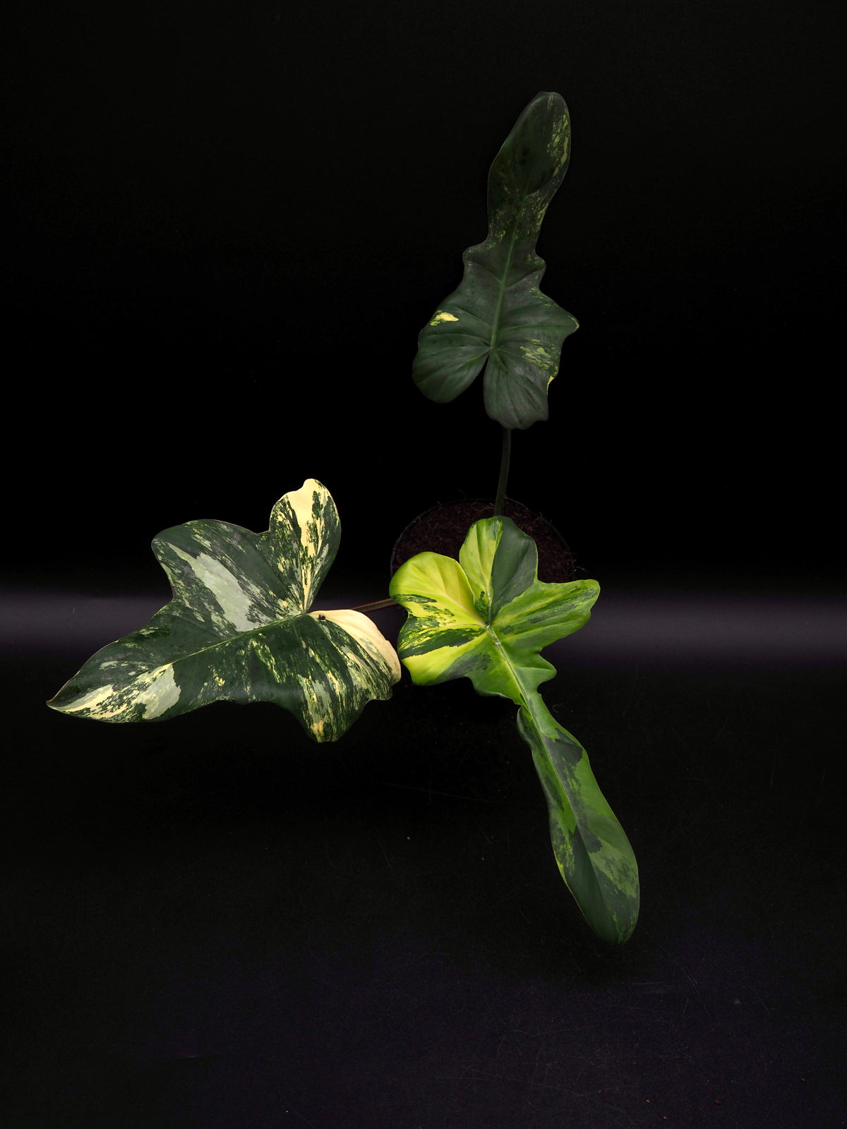 Philodendron Mayoi x Florida Beauty