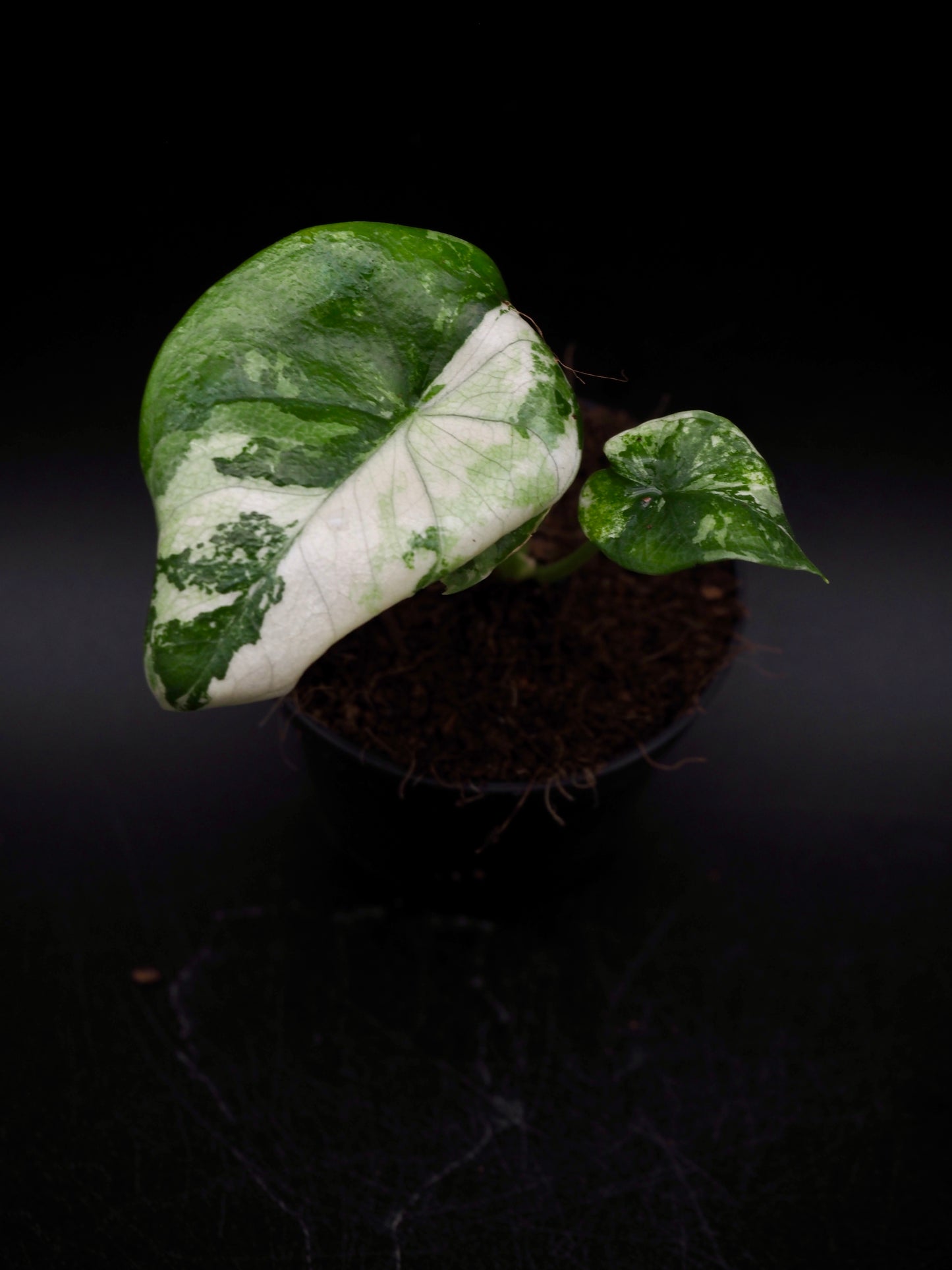 Alocasia Sinuata Albo