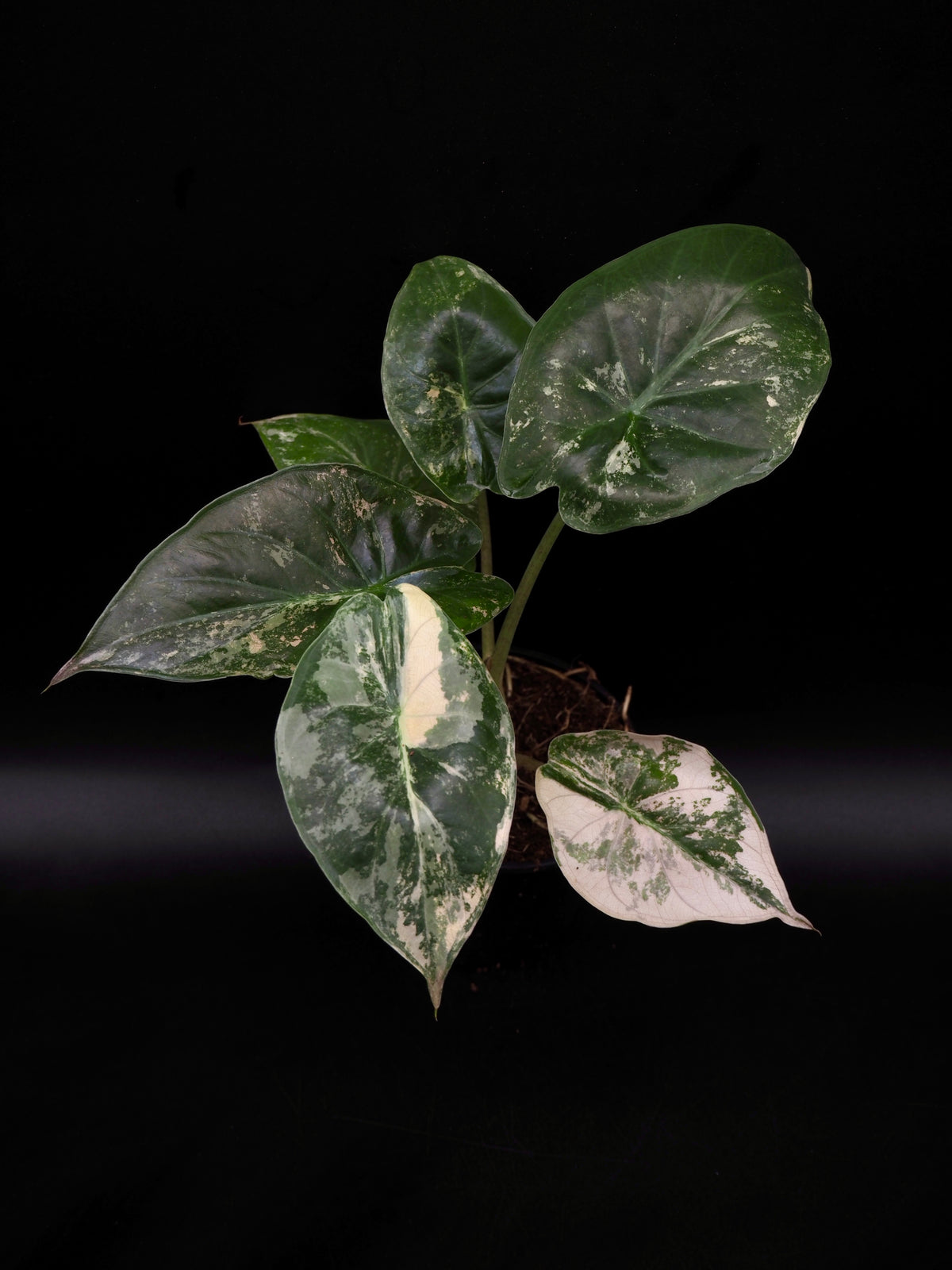 Alocasia Wentii Albo/Pink