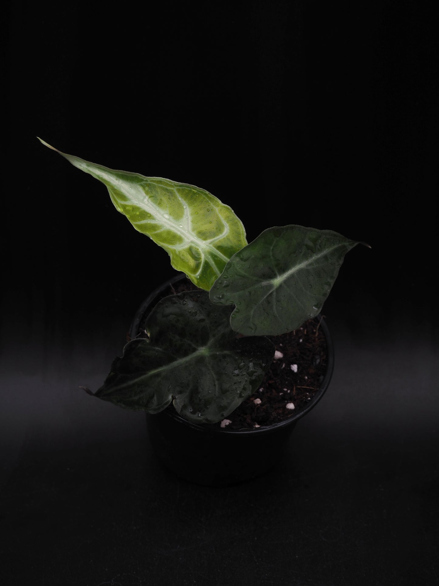 Alocasia Venom