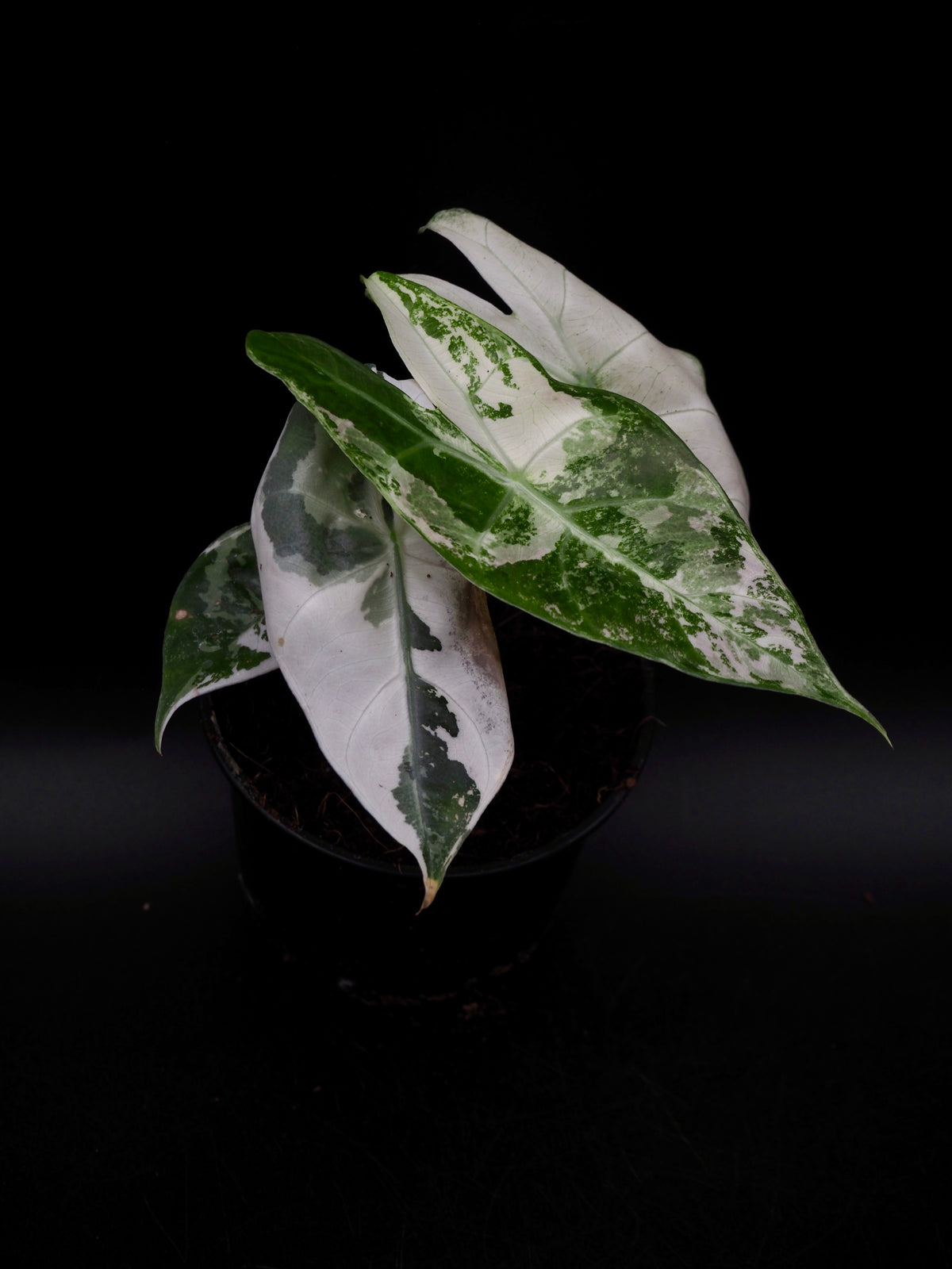 Alocasia Pink Dragon Albo Variegata