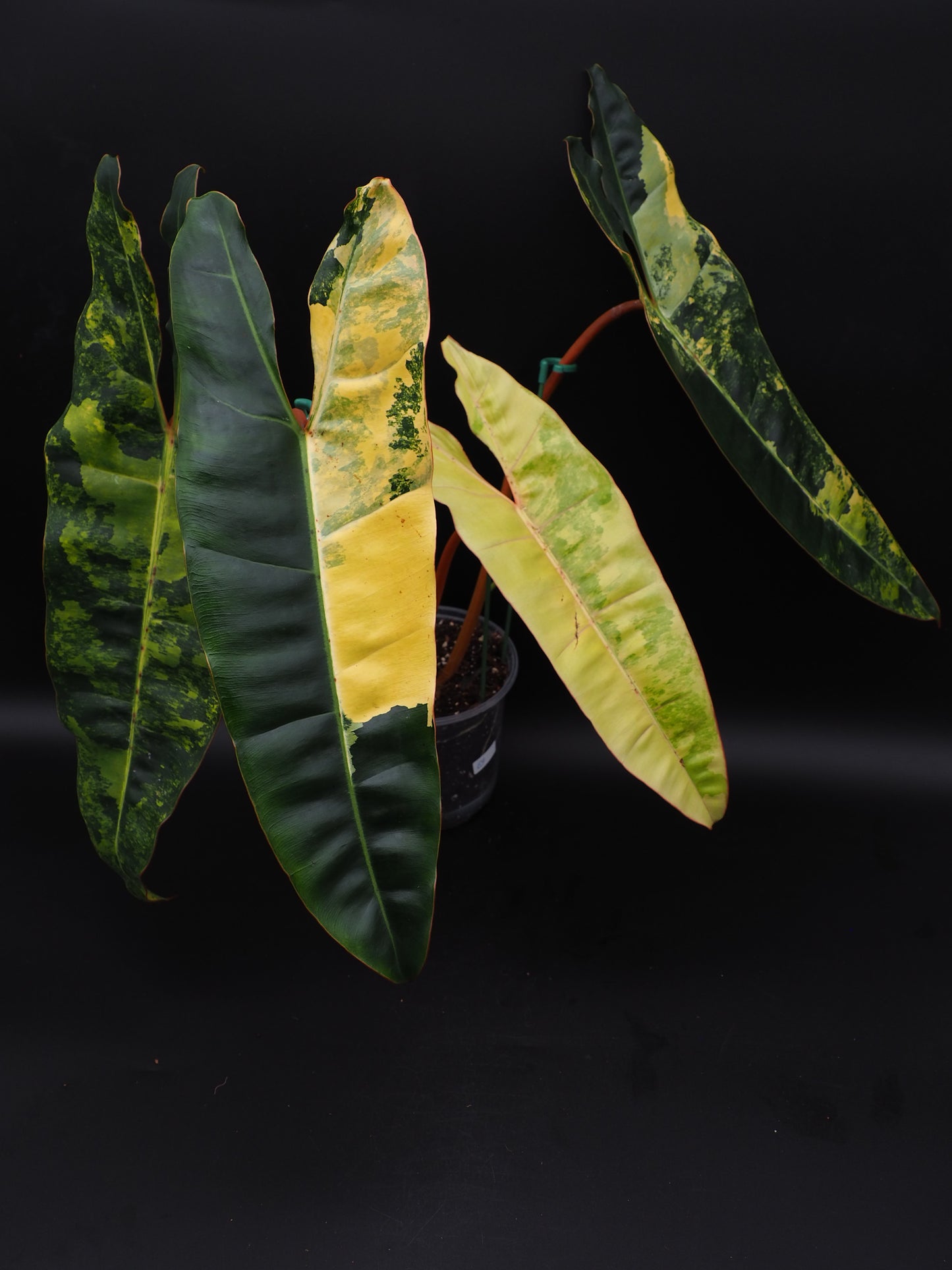 Philodendron Billietiae Variegata
