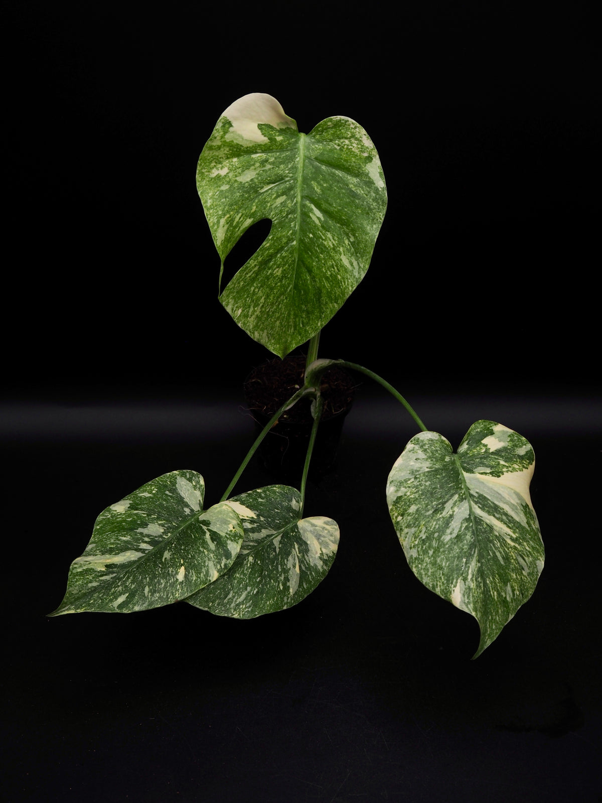 Monstera Thai Constellation Legacy