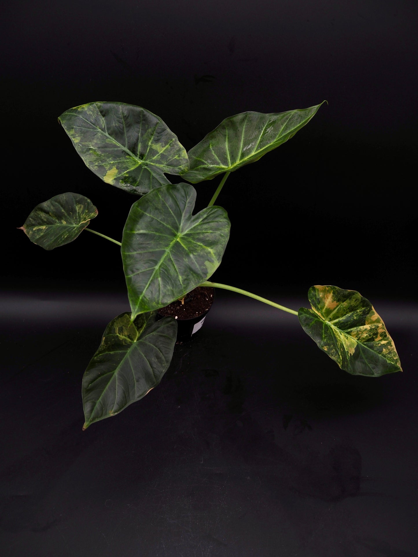 Alocasia Regal Shield Aurea