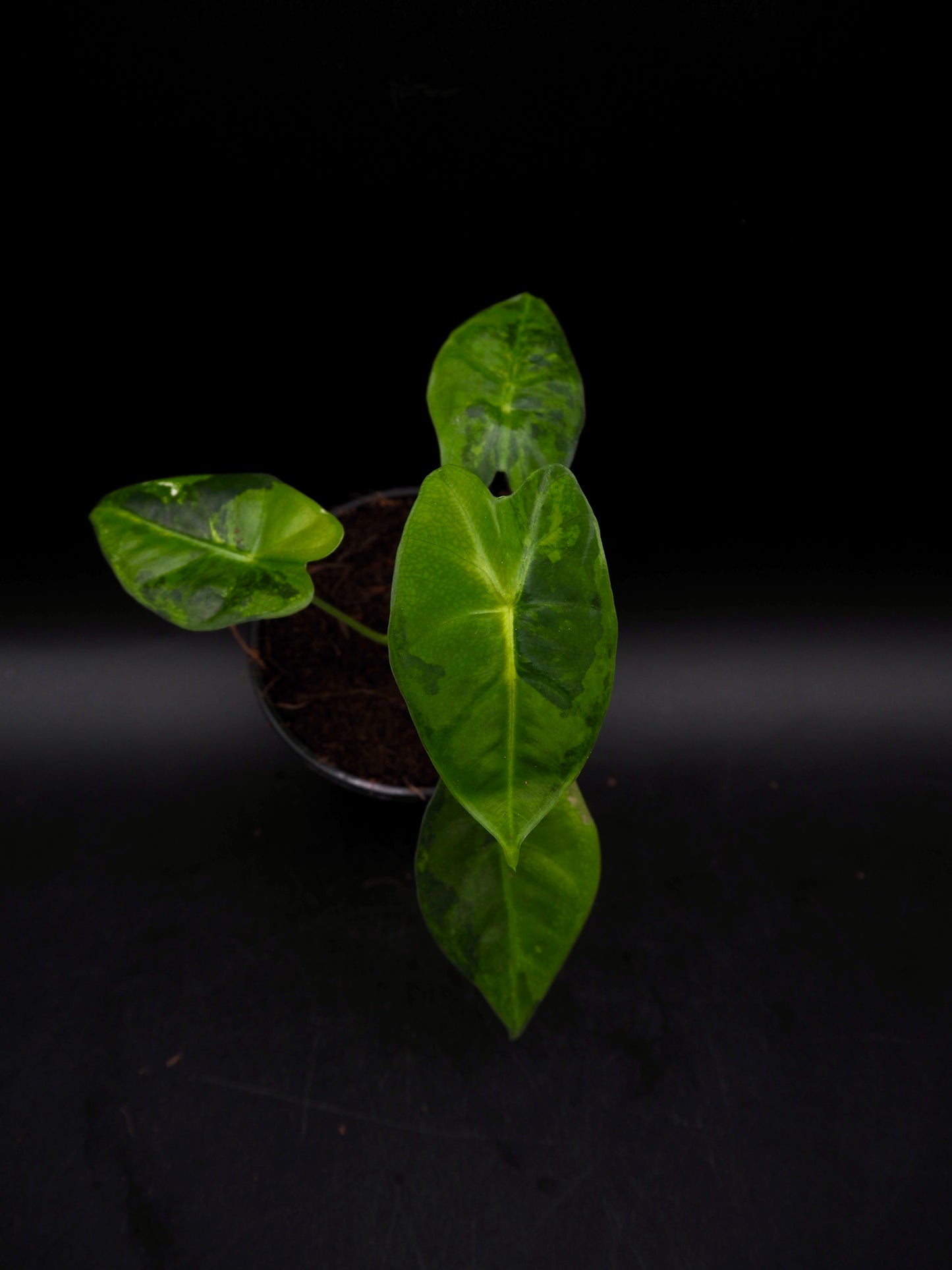 Alocasia Frydek gog