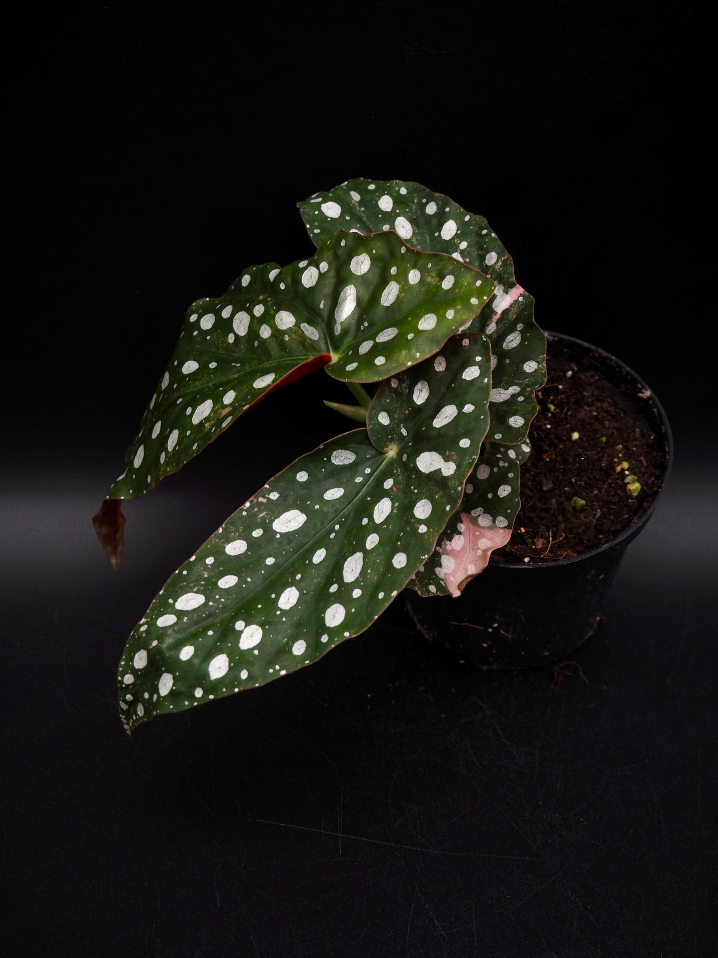 Begonia Maculata Pink Variegata