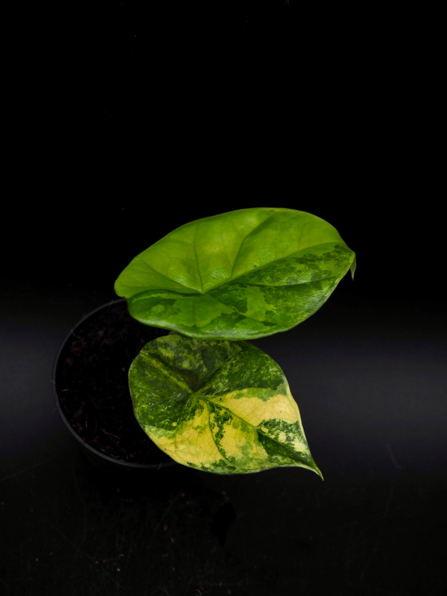 Alocasia Sinuata Aurea