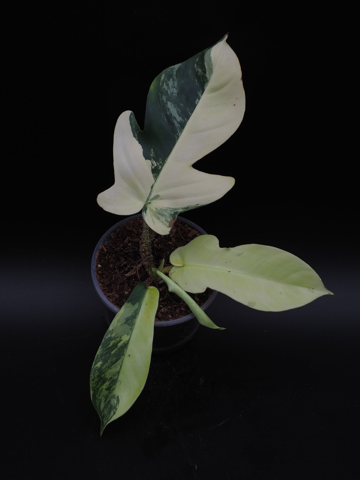 Philodendron Squamiferum Aurea Variegata