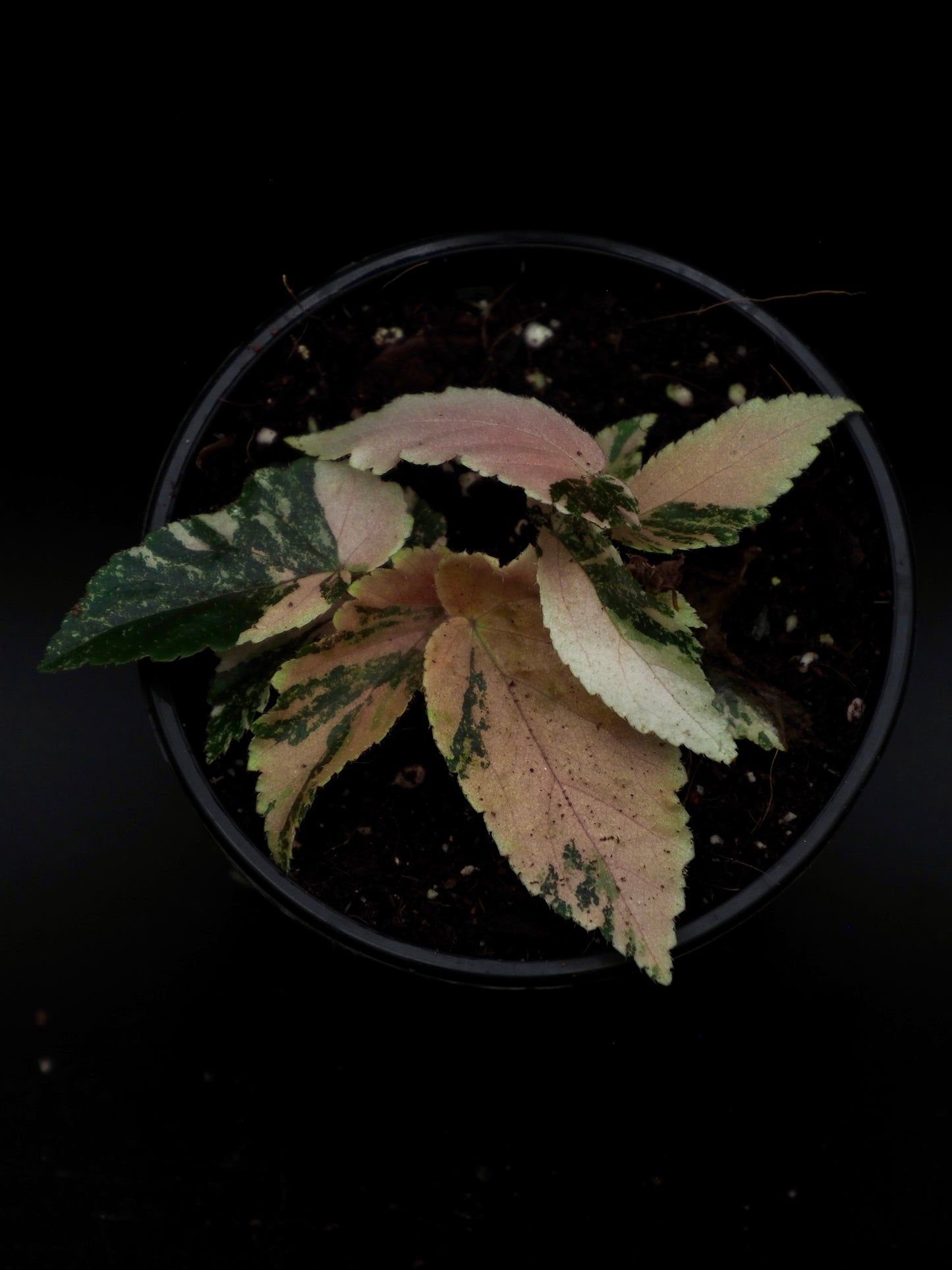 Bégonia Ginny Galaxy
