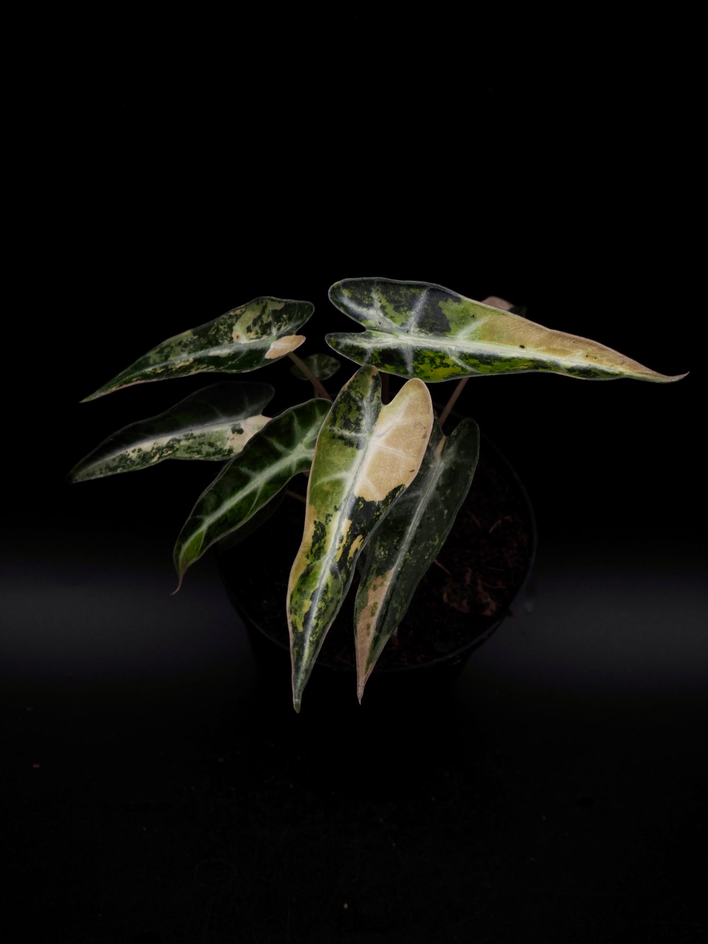 Alocasia Bambi Aurea