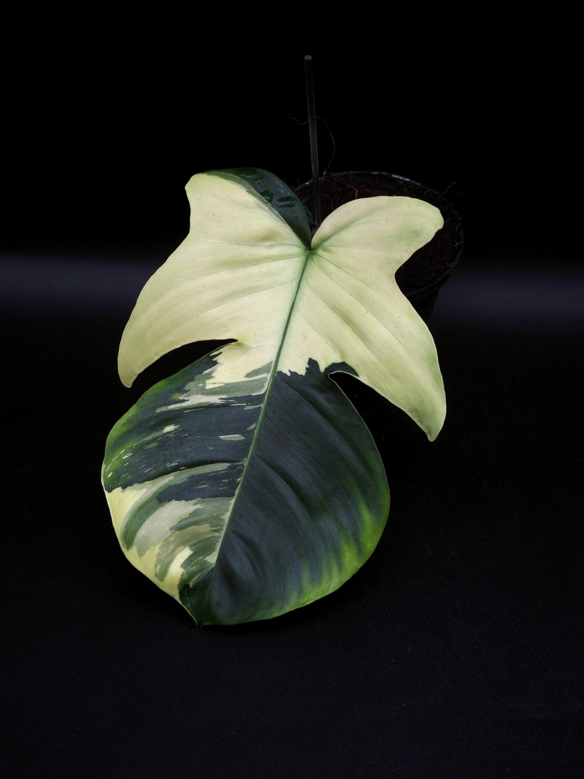 Philodendron Squamiferum Mint