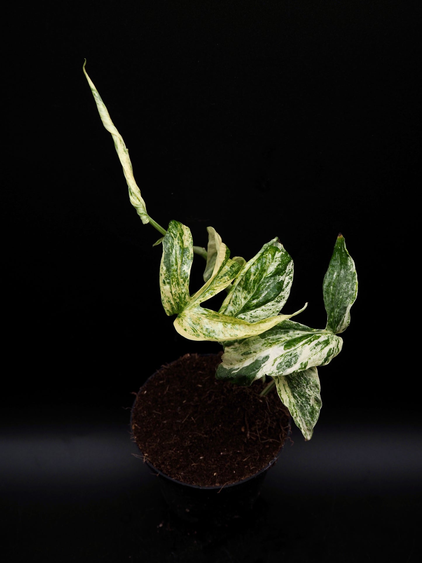 Amydrium Zippelianum Variegata