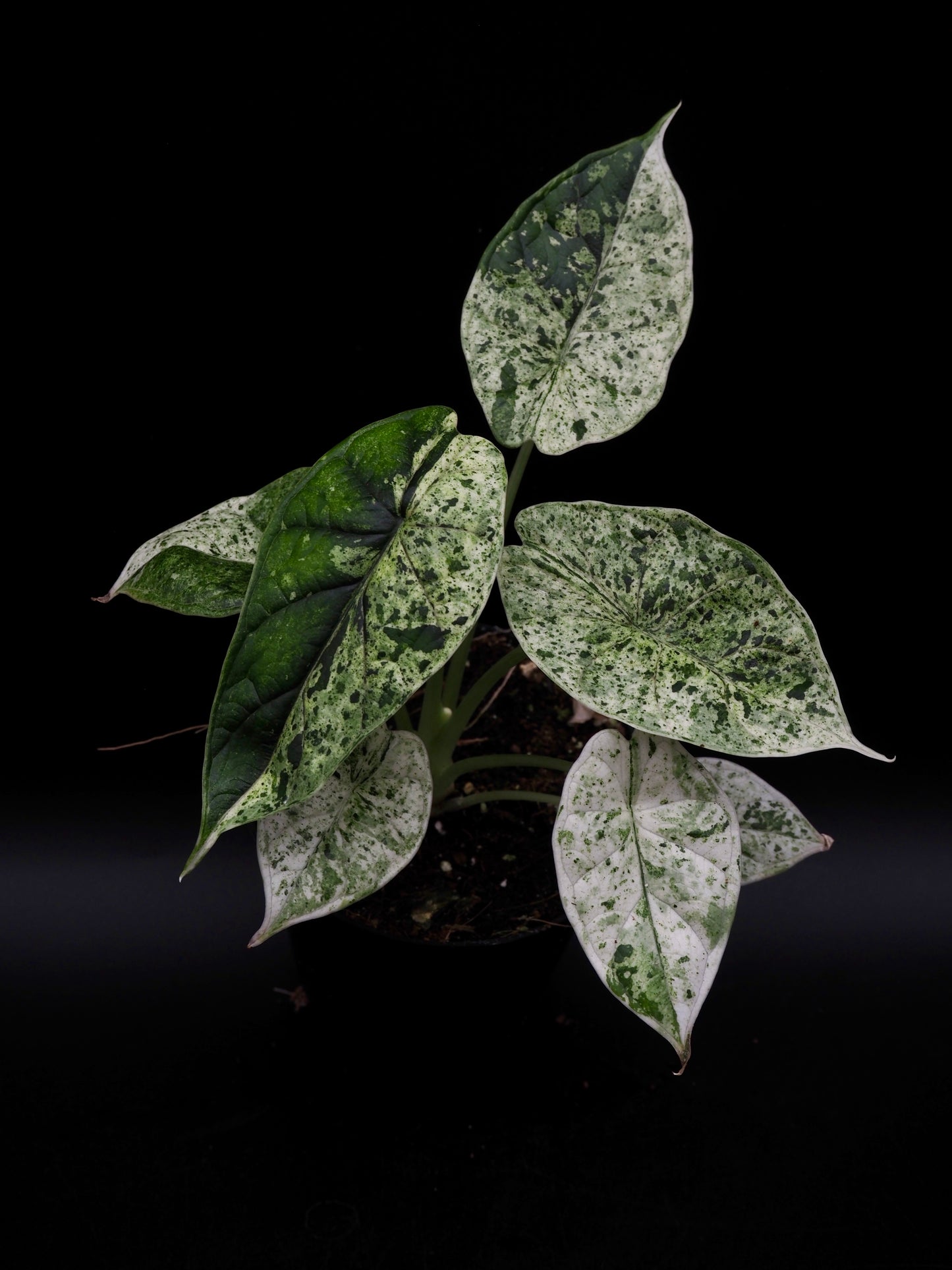 Alocasia Dragon Scale Menthe Variegata
