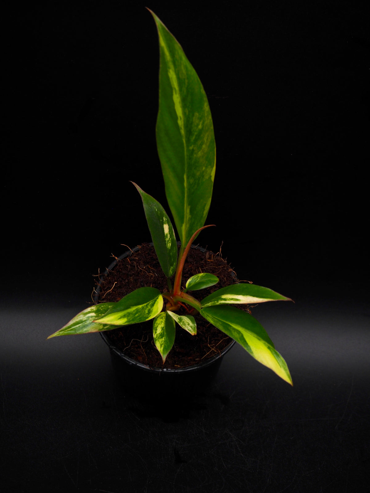 Philodendron Caramel Marble