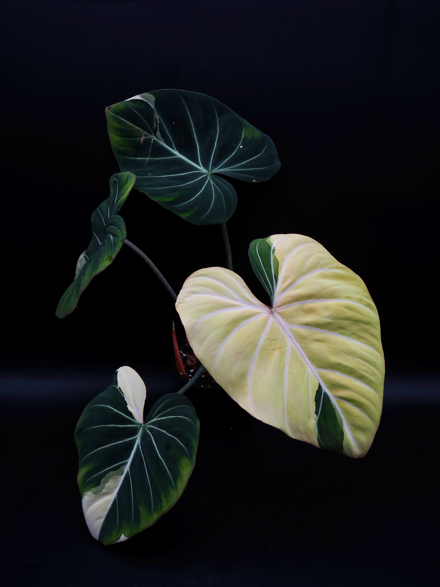 Philodendron Gloriosum Albo Variegata