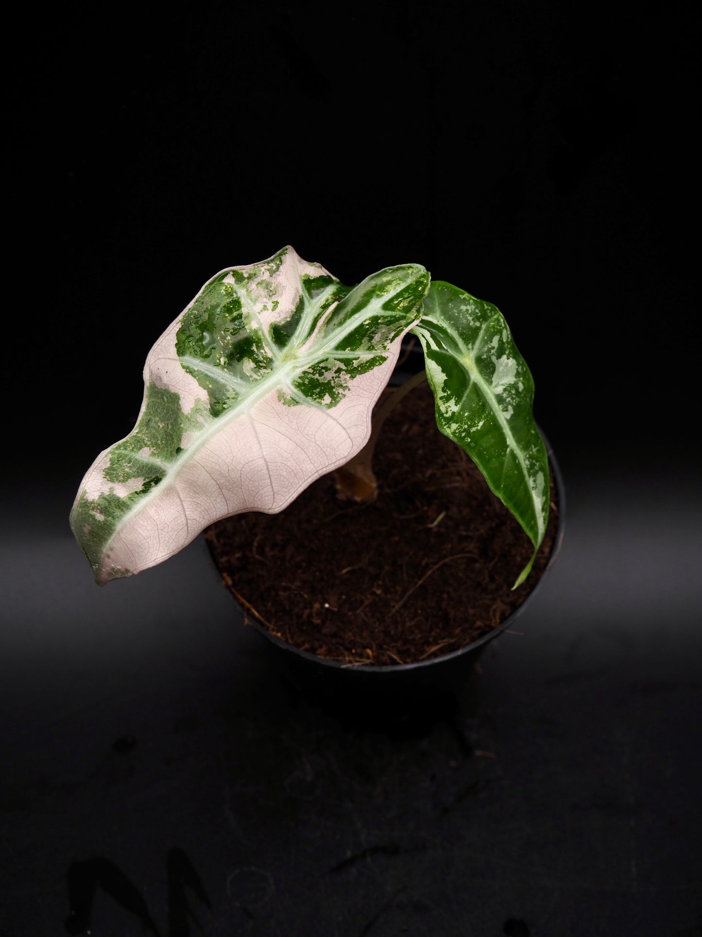 Alocasia Polly Pink Variegata
