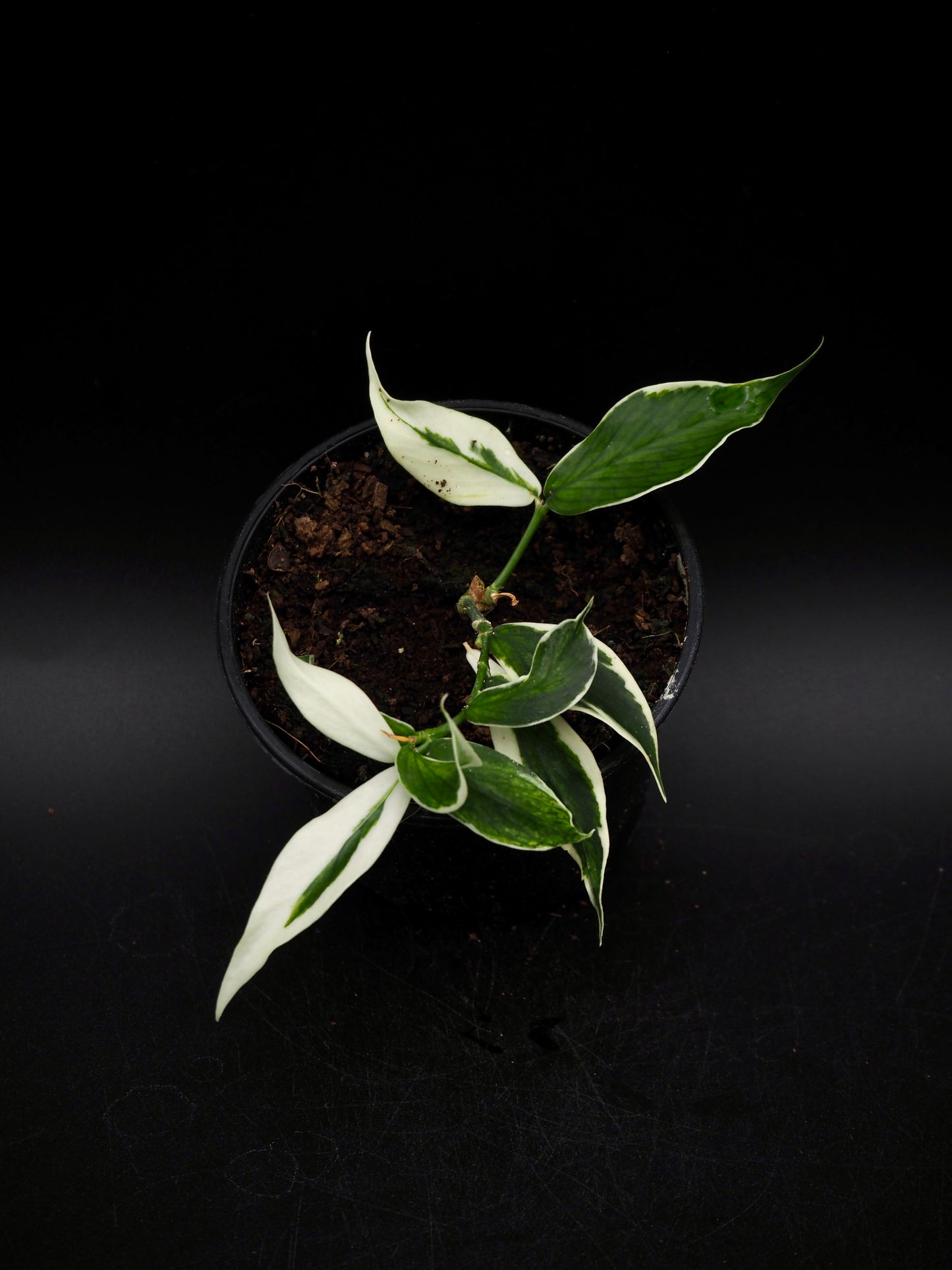 Hoya Polyneura Variegata