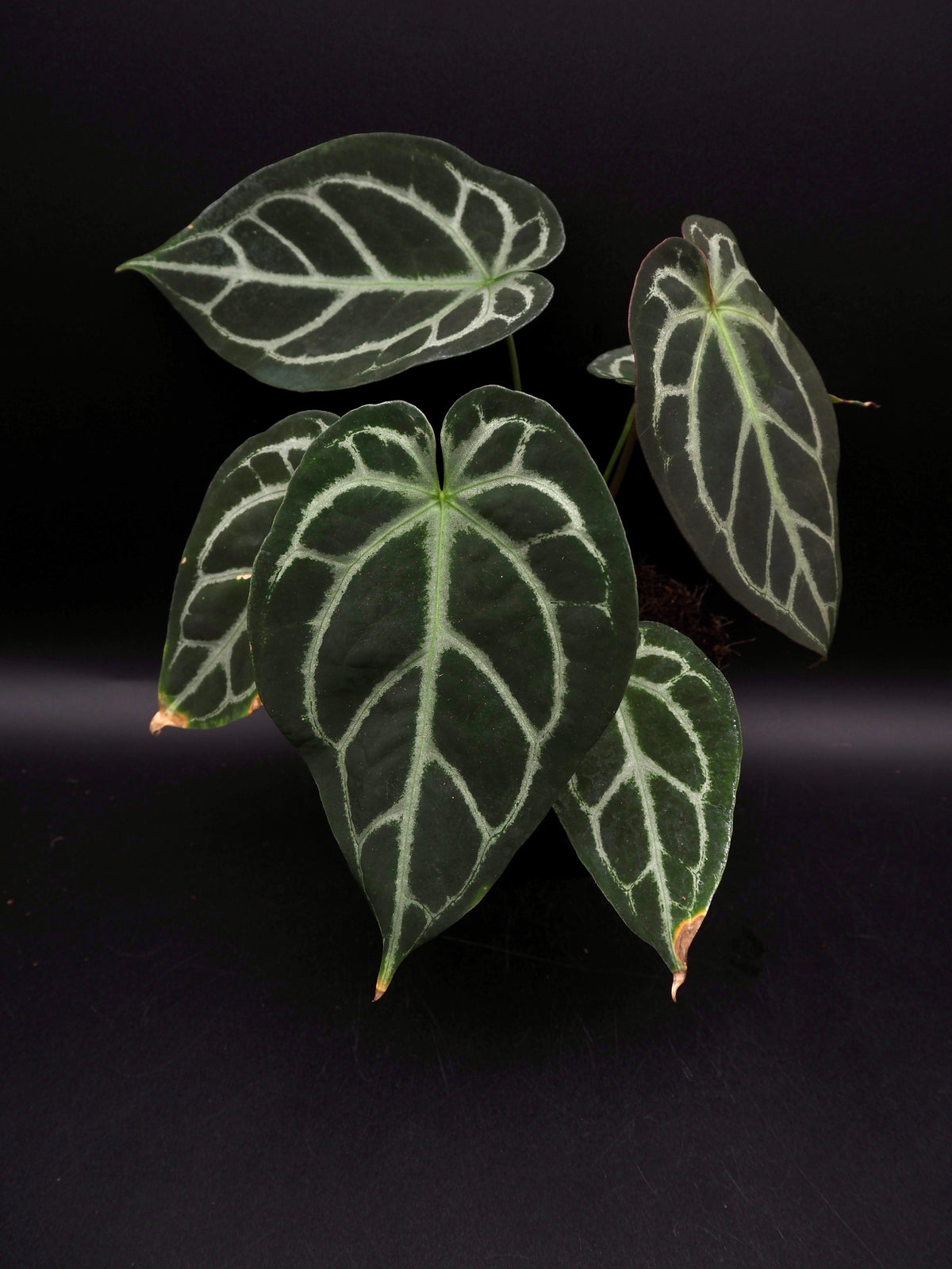 Anthurium Greige x Docblockf2 x self