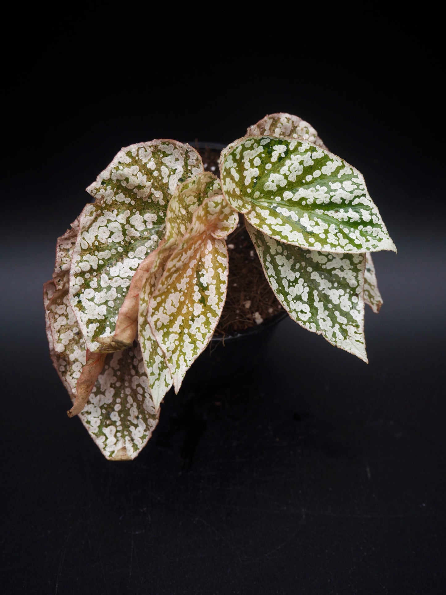 Bégonia variegata aux sommets enneigés