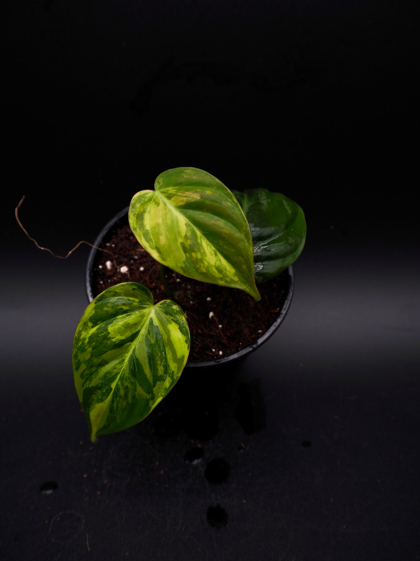 Philodendron Micans Variegata