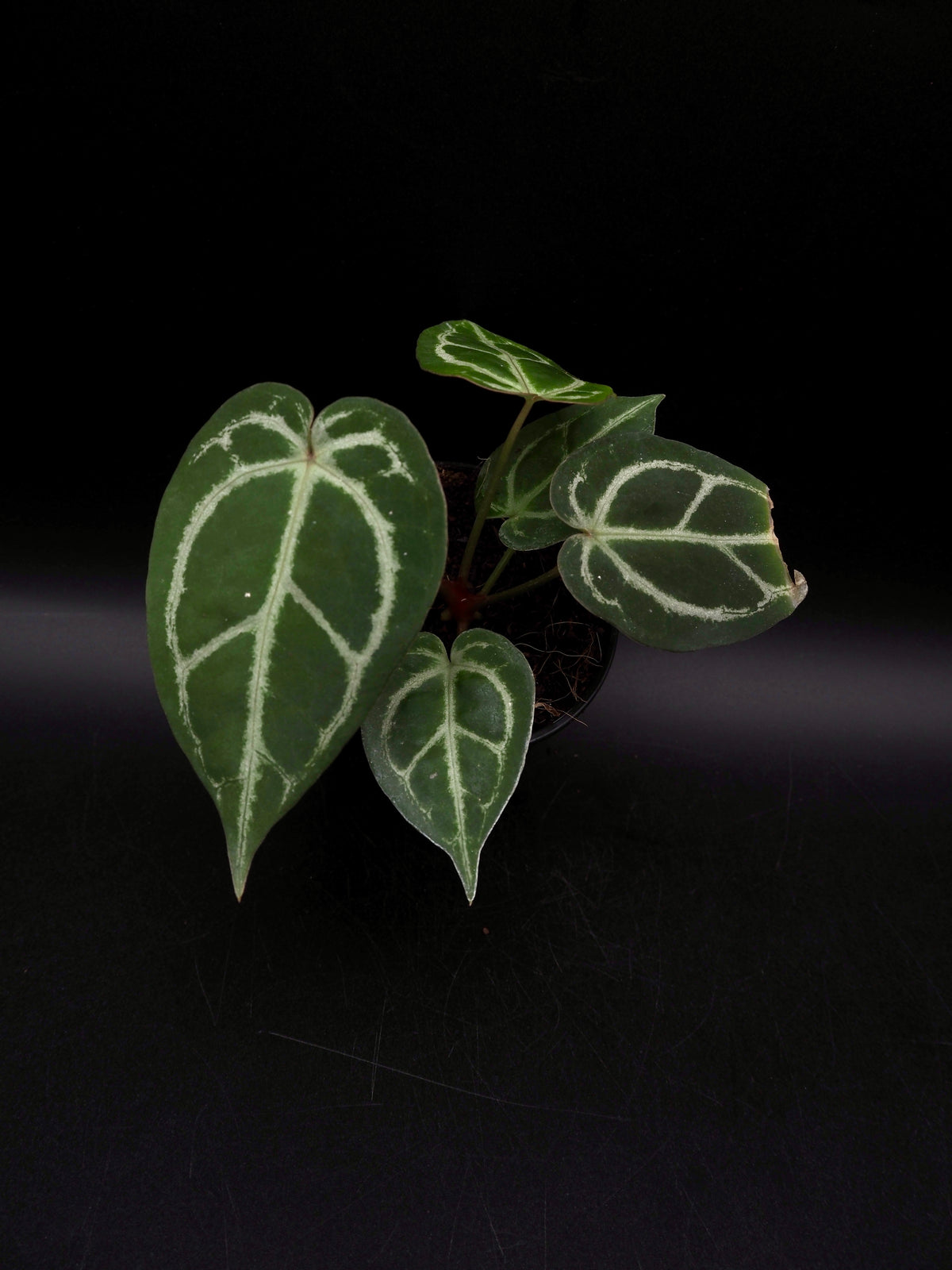 Anthurium Greige x Docblockf2 x self