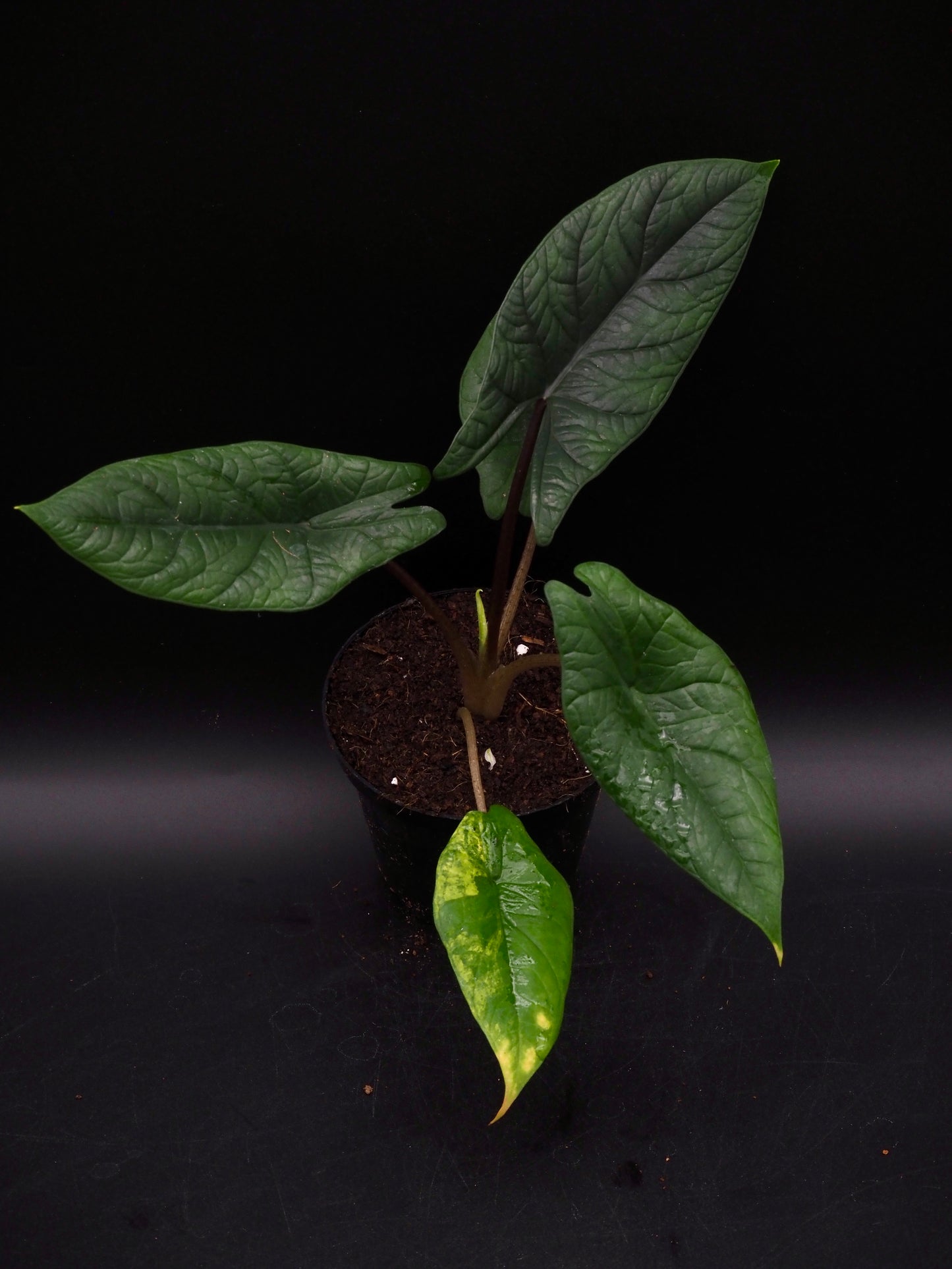 Alocasia Scalprum Aurea