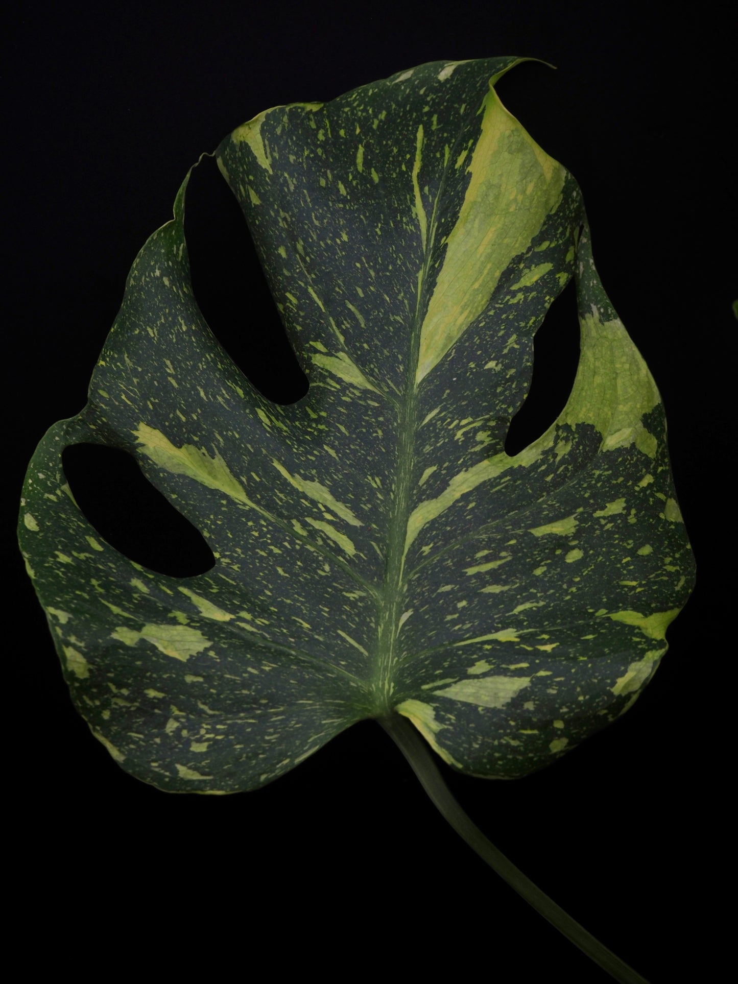 Monstera Deliciosa Electrolyte