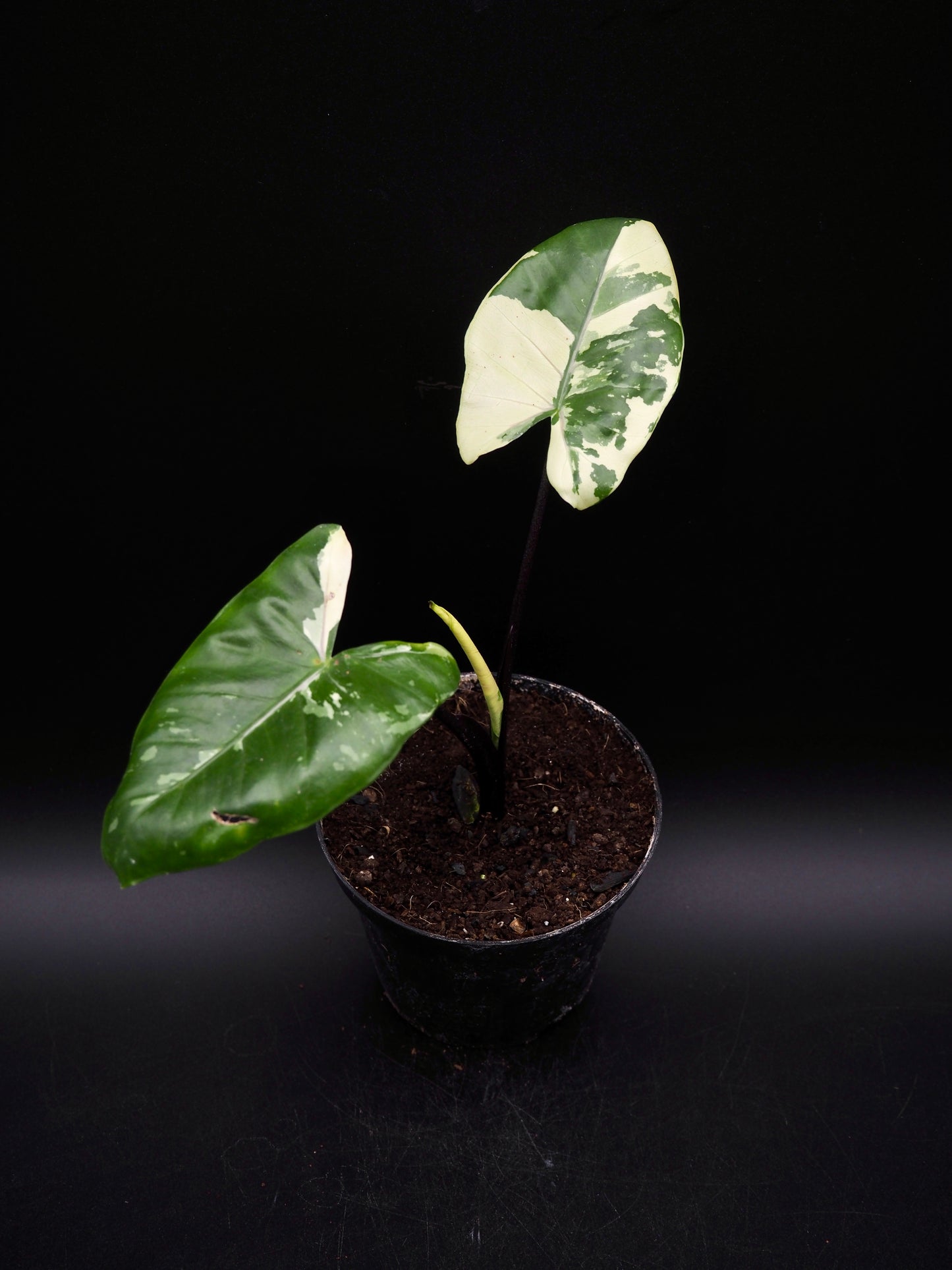Alocasia Macrorrhiza Black Stem Variegata