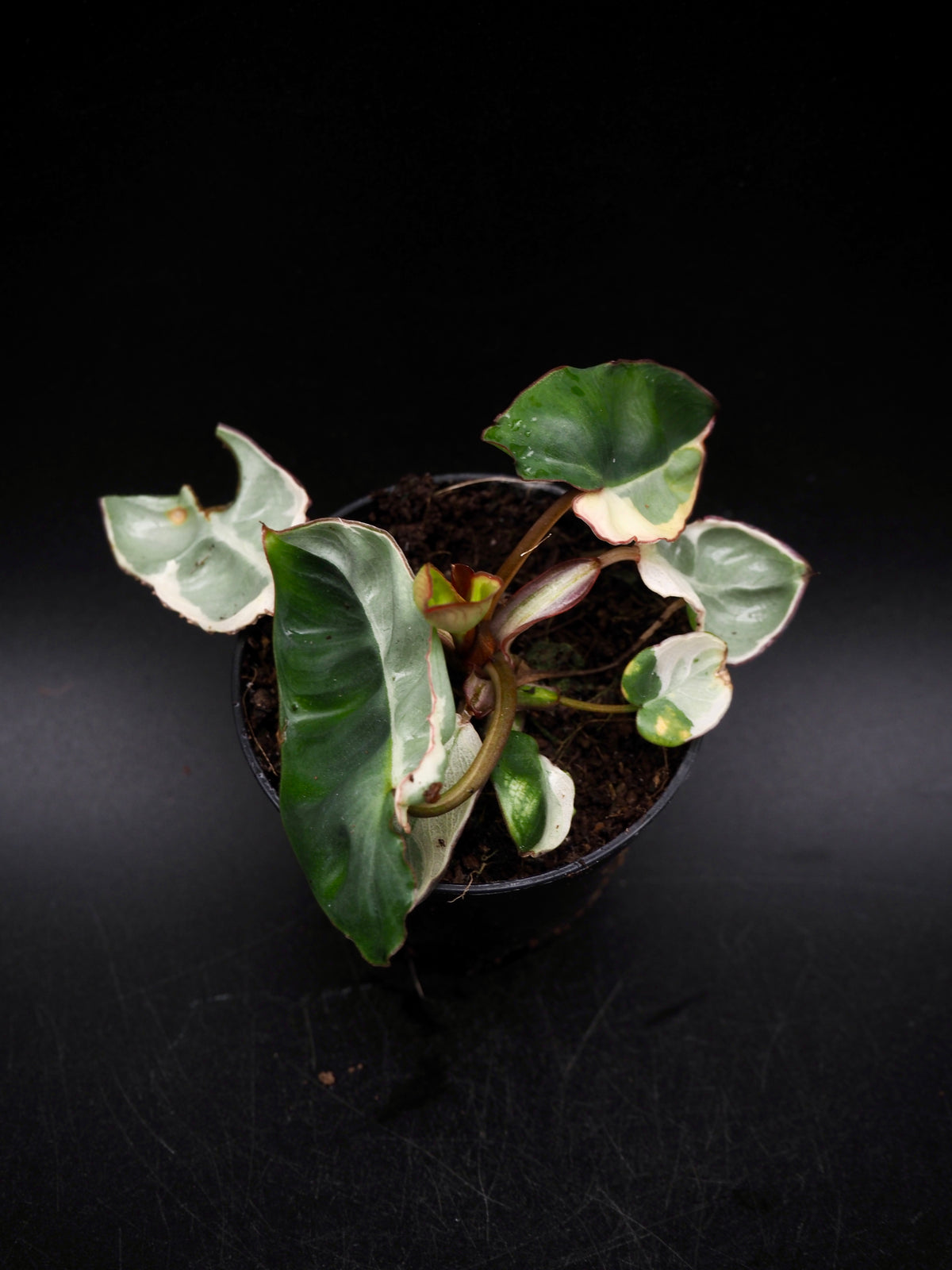 Philodendron Billietiae White Lava